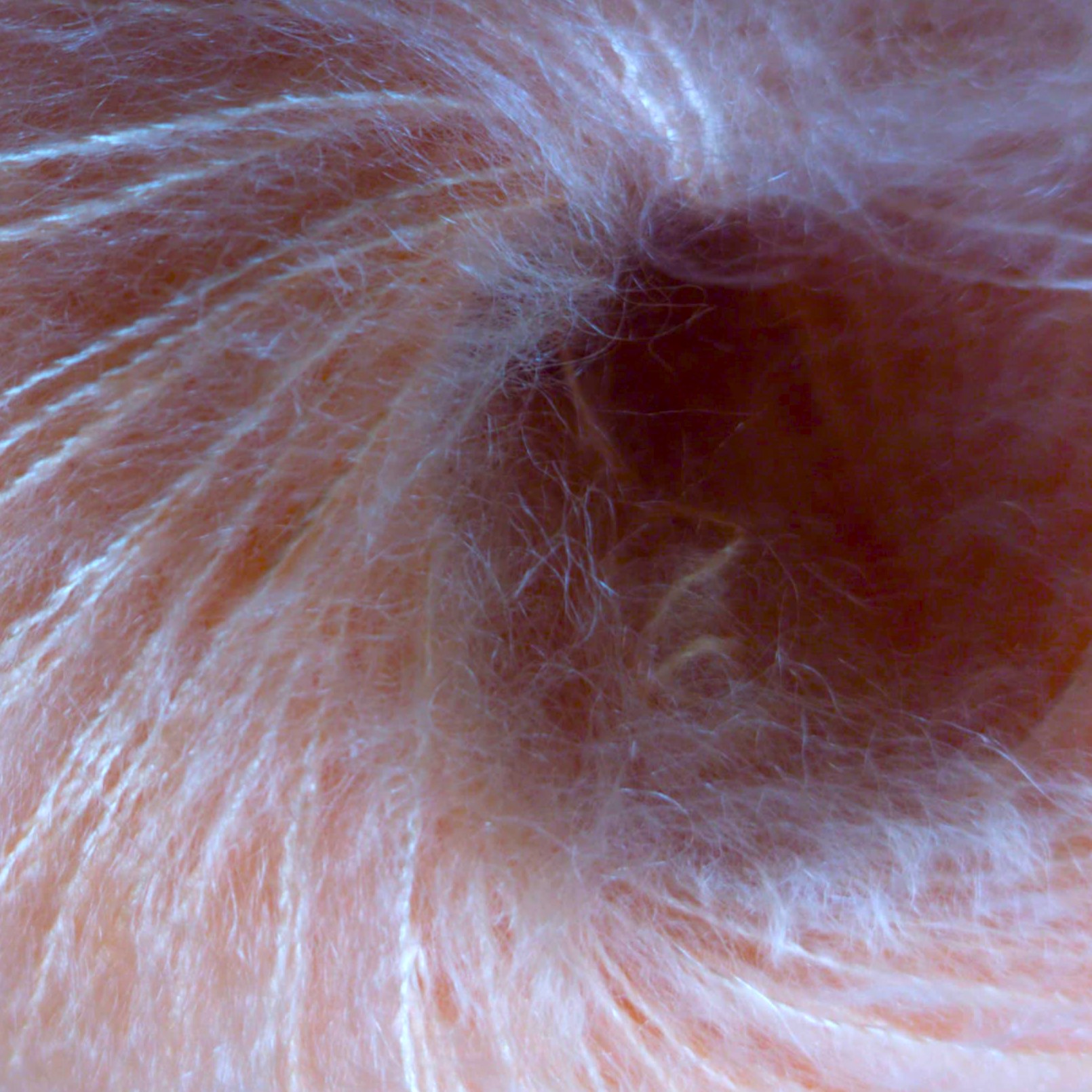 Experiencia conociendo el mohair: del origen al tejido / Mohairra ezagutzeko bizipena: ehunaren jatorria