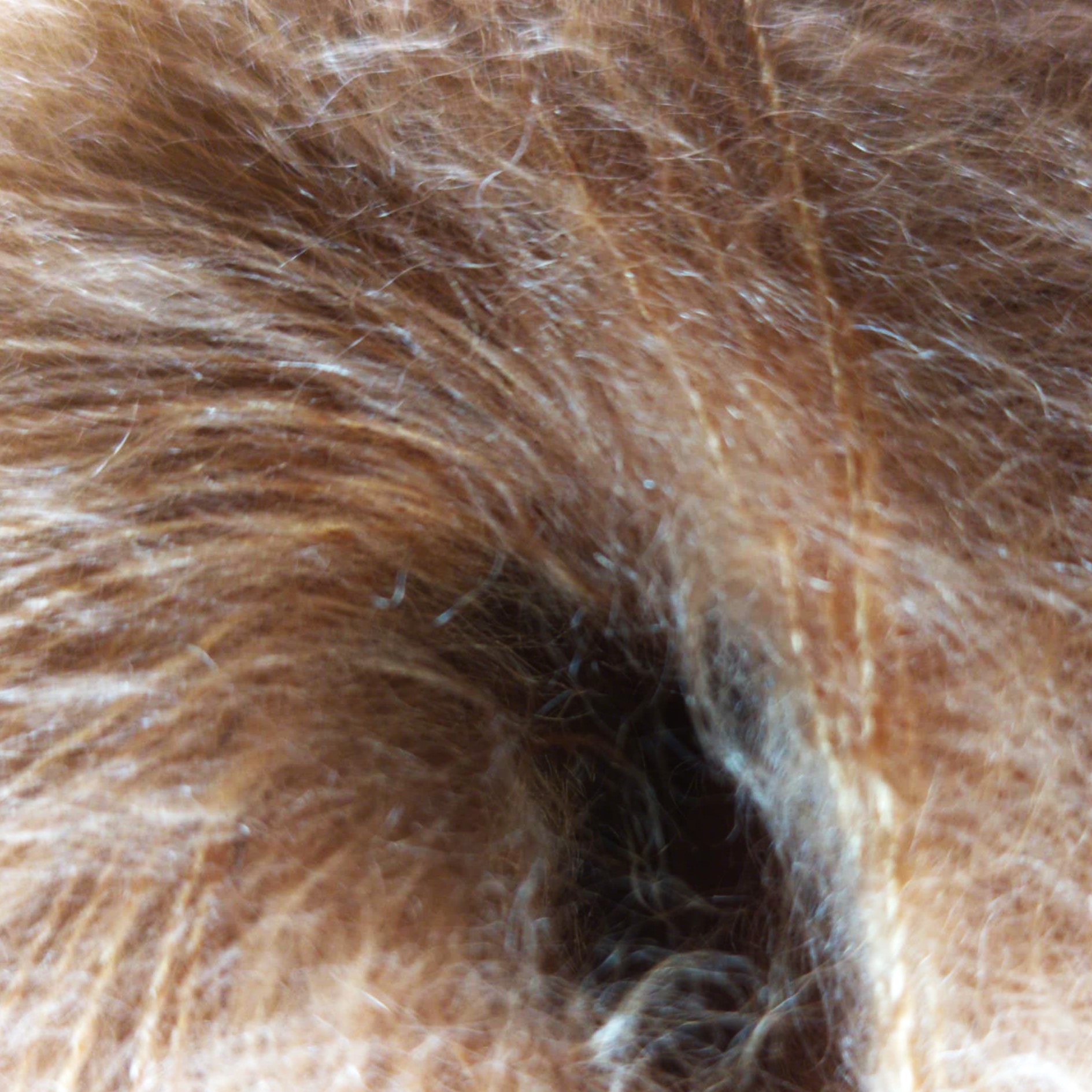 Experiencia conociendo el mohair: del origen al tejido / Mohairra ezagutzeko bizipena: ehunaren jatorria