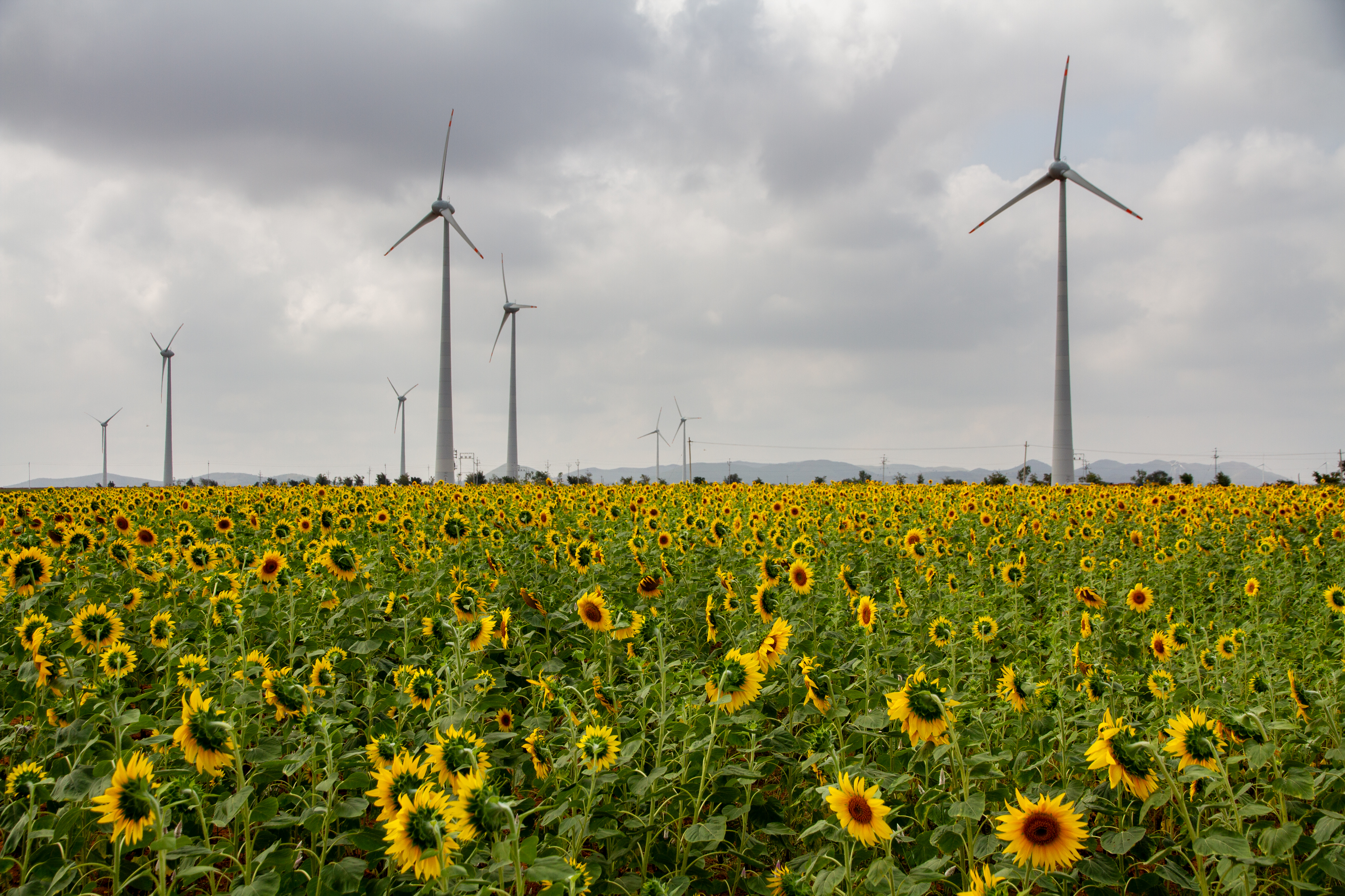Sunflowers 