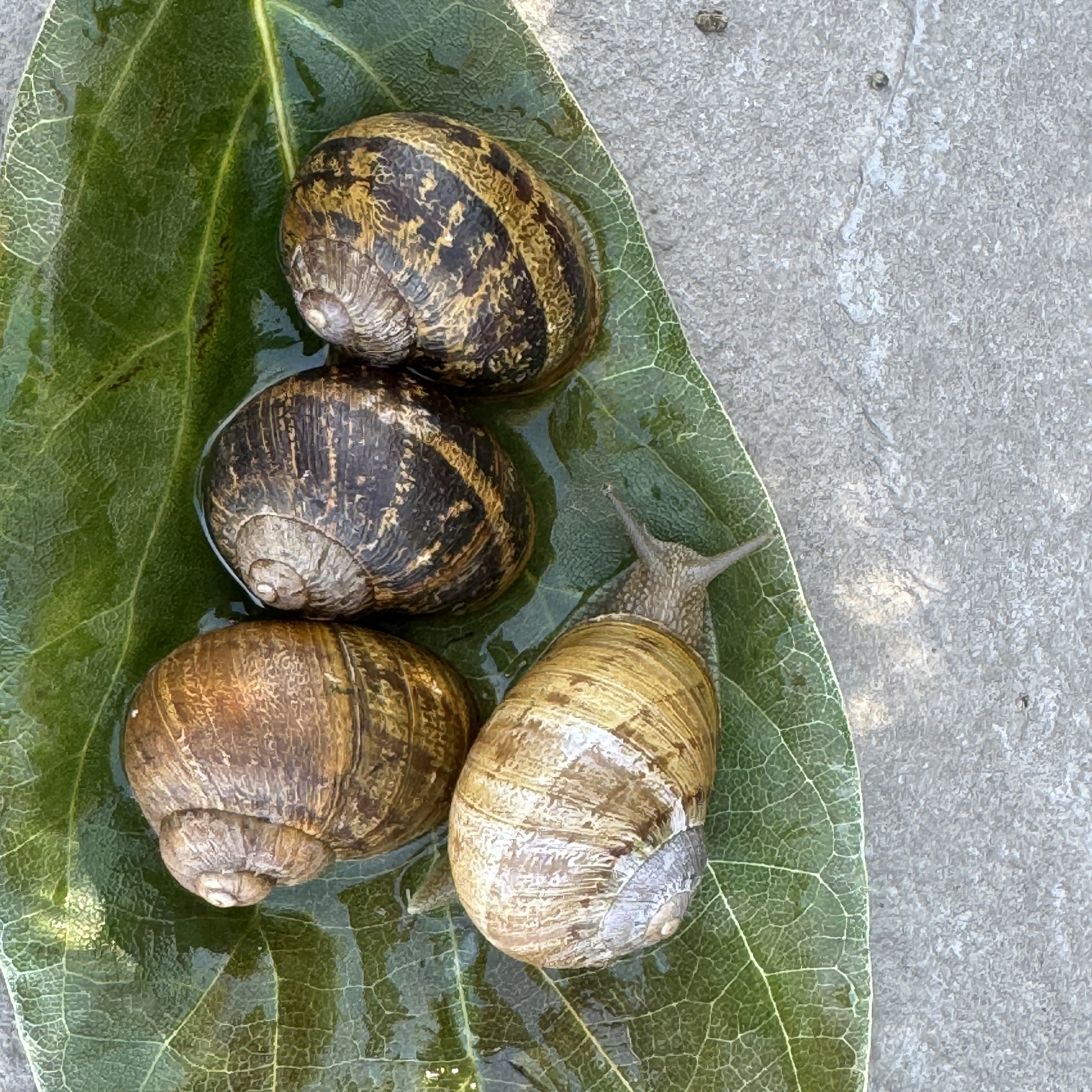 Large Brown Garden Snails Cornu Aspersum Helix Aspersa