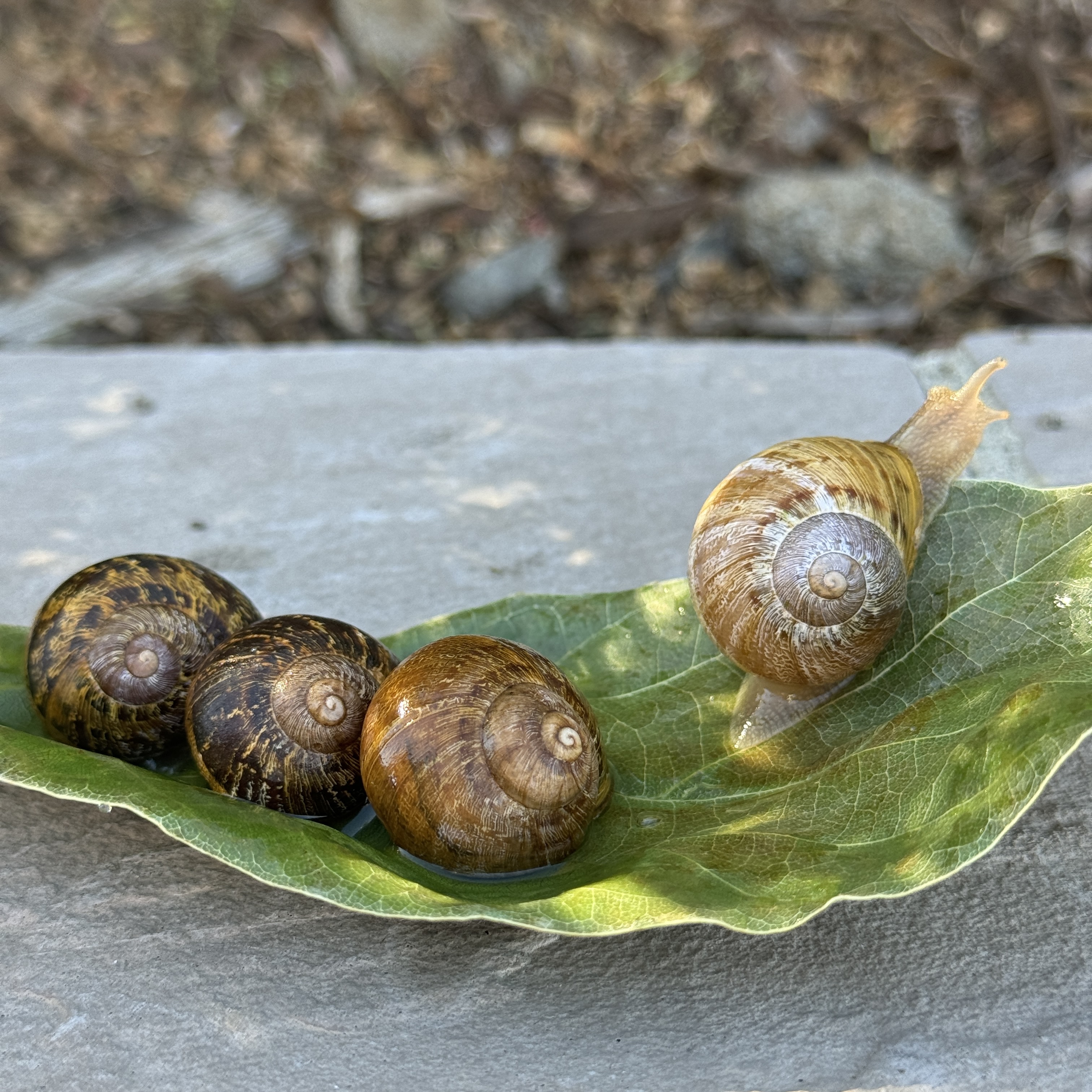 Large Brown Garden Snails Cornu Aspersum Helix Aspersa