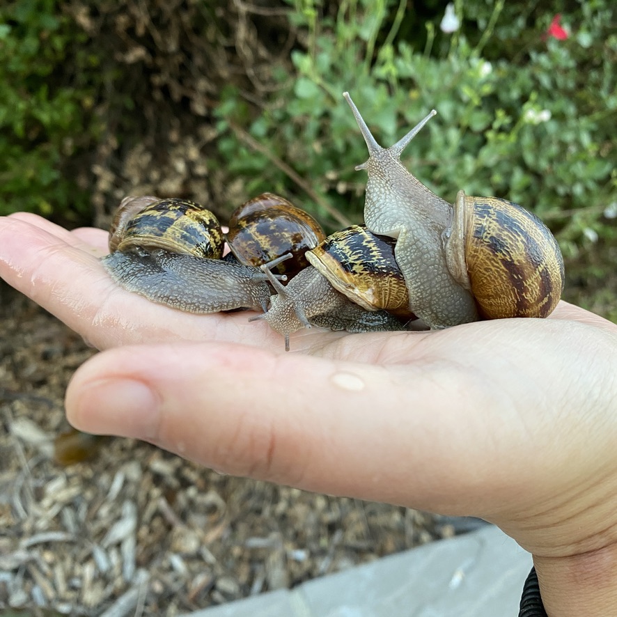 Extra Large Garden Snails Pet, Cornu aspersum, Helix Aspersa Maxima