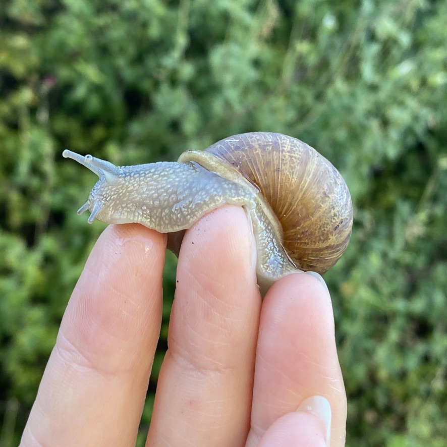 Large Brown Garden Snails Cornu Aspersum Helix Aspersa