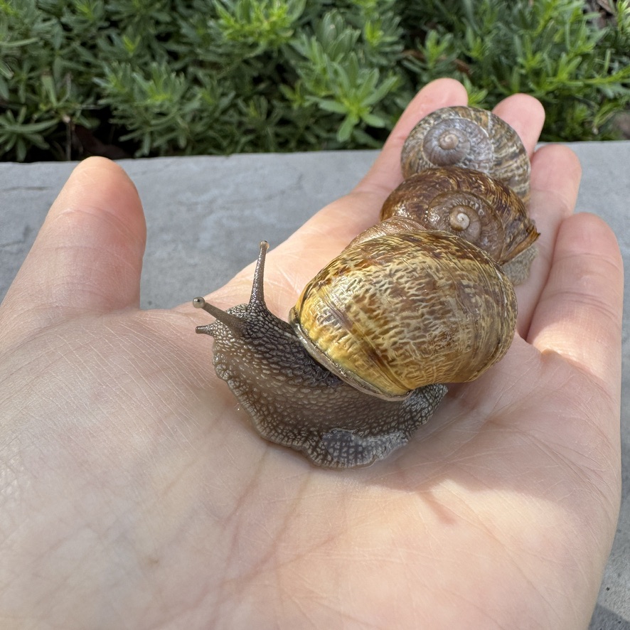Extra Large Garden Snails Pet, Cornu aspersum, Helix Aspersa Maxima