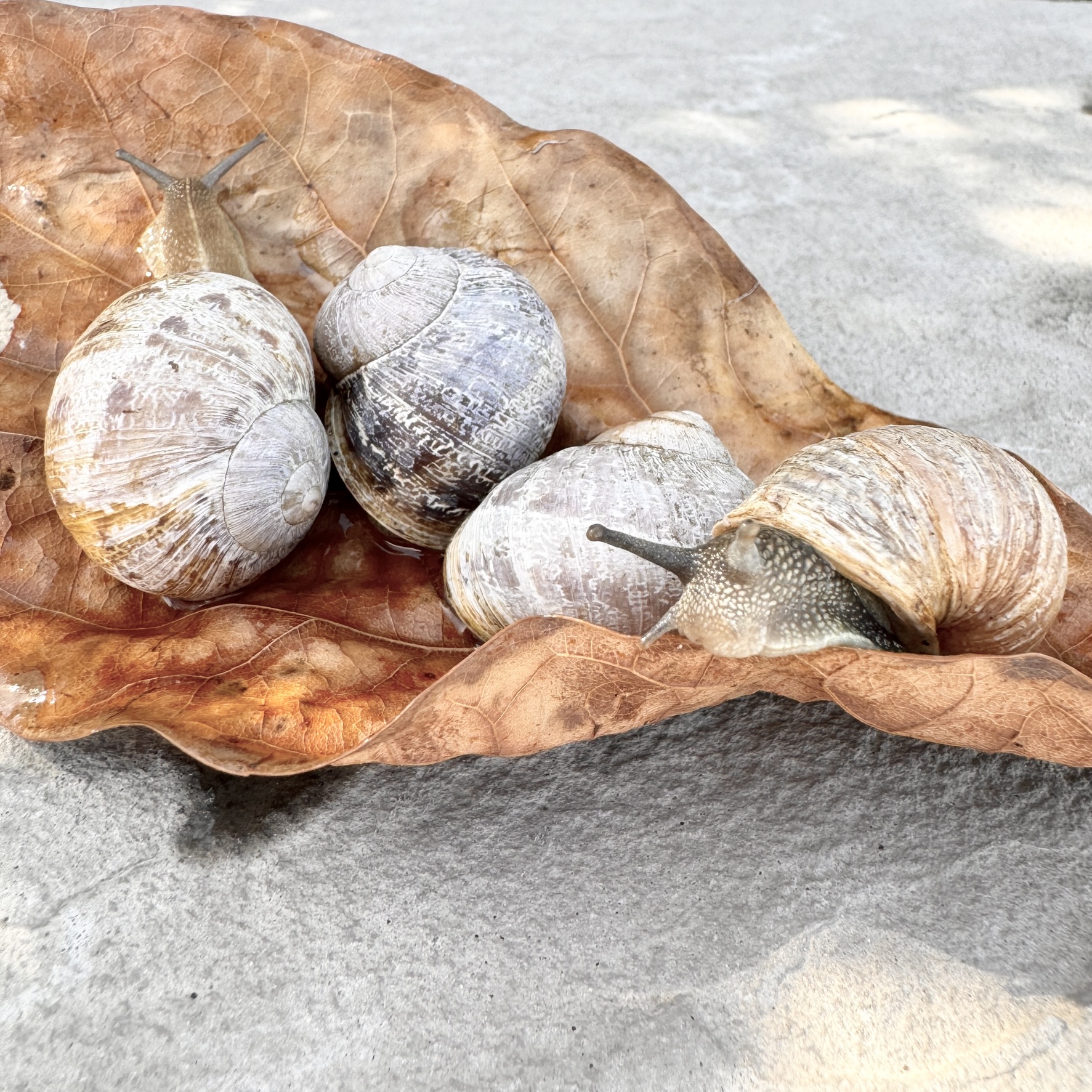 Foggy White Shell Snail (Cornu aspersum / Helix Aspersa)