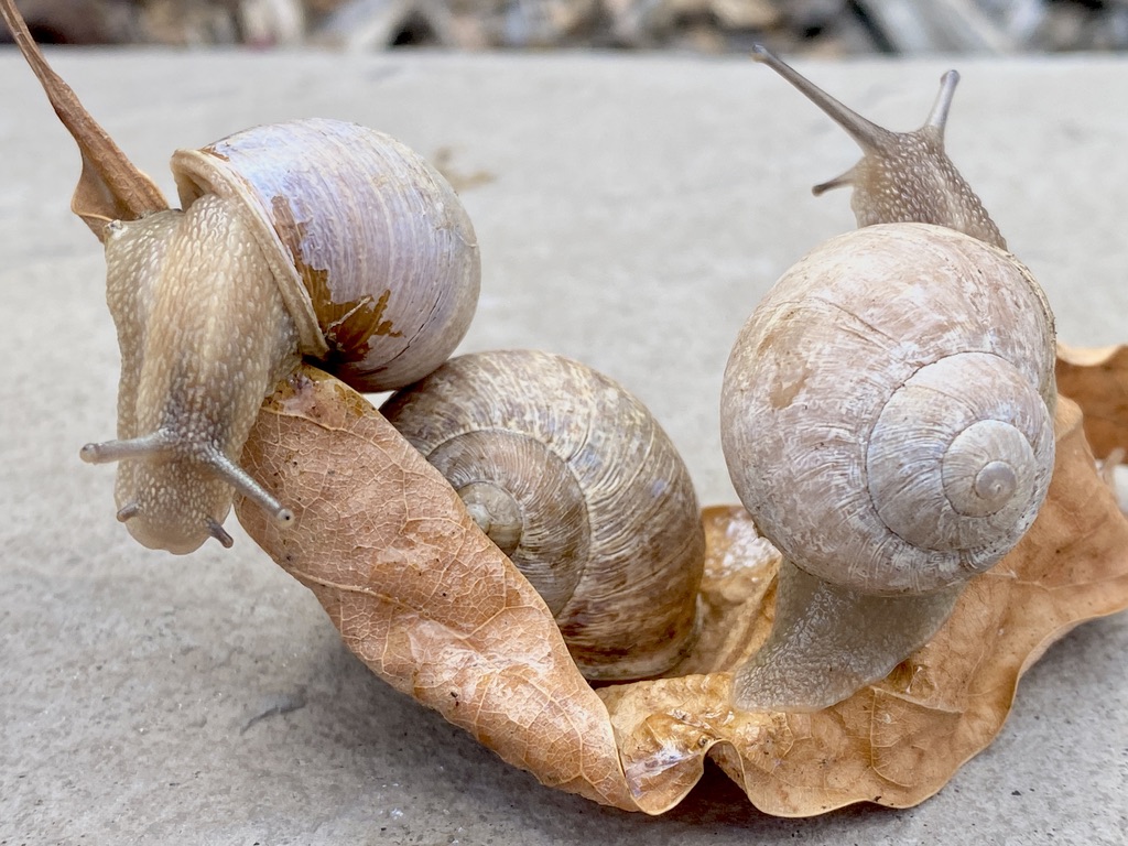 Foggy White Shell Snail (Cornu aspersum / Helix Aspersa)