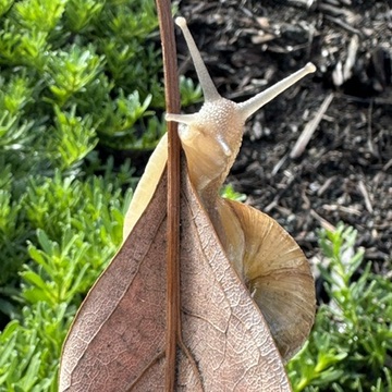 Large Brown Garden Snails Cornu Aspersum Helix Aspersa