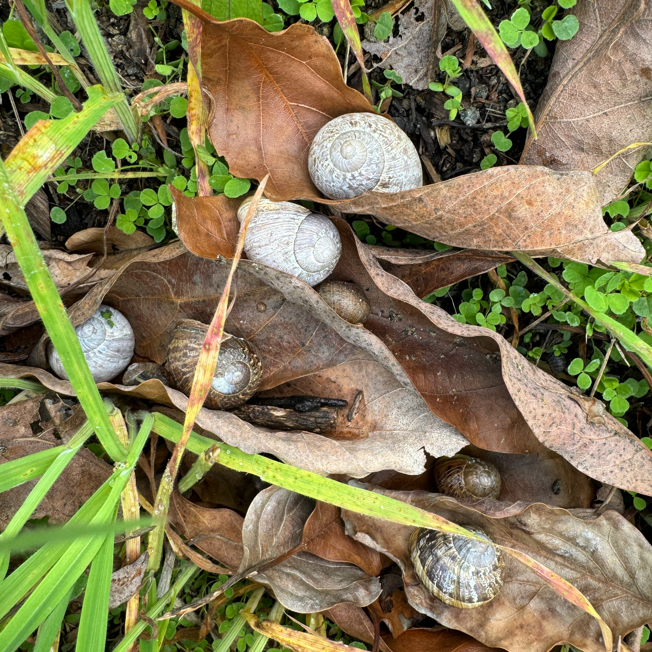 10 Large Live Garden Snail Pet Cornu aspersum Helix Aspersa (Müller)