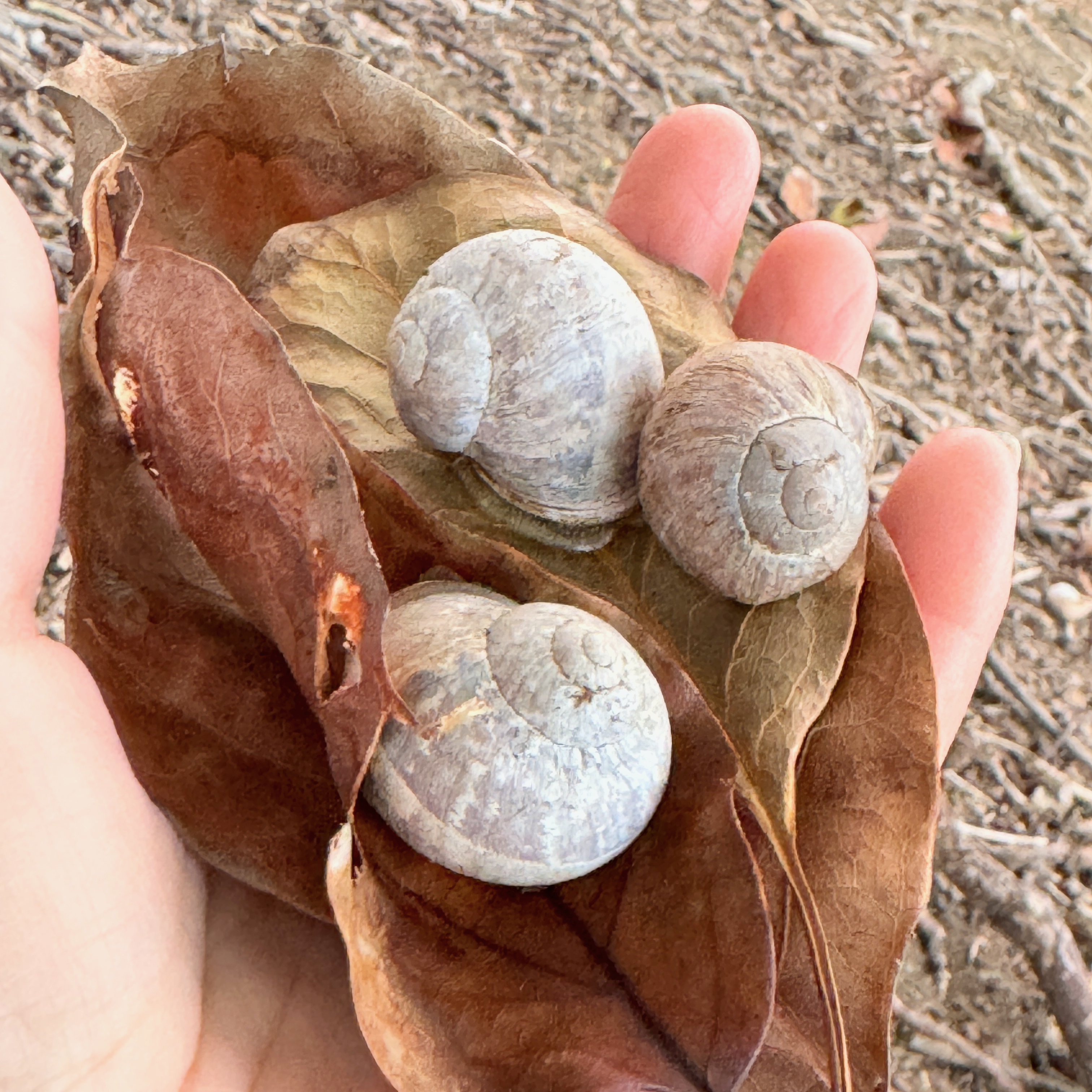 Foggy White Shell Snail (Cornu aspersum / Helix Aspersa)