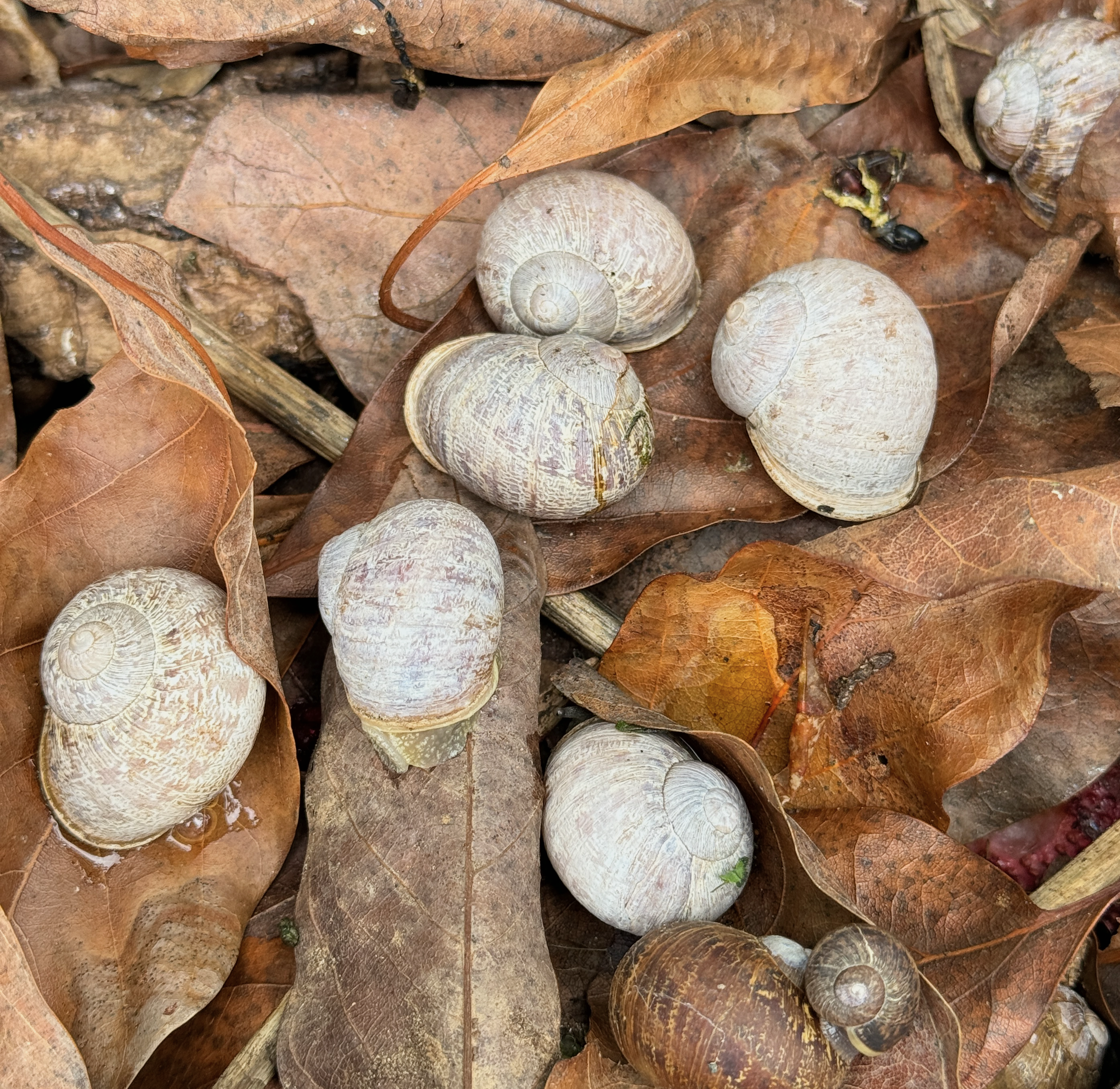 Foggy White Shell Snail (Cornu aspersum / Helix Aspersa)