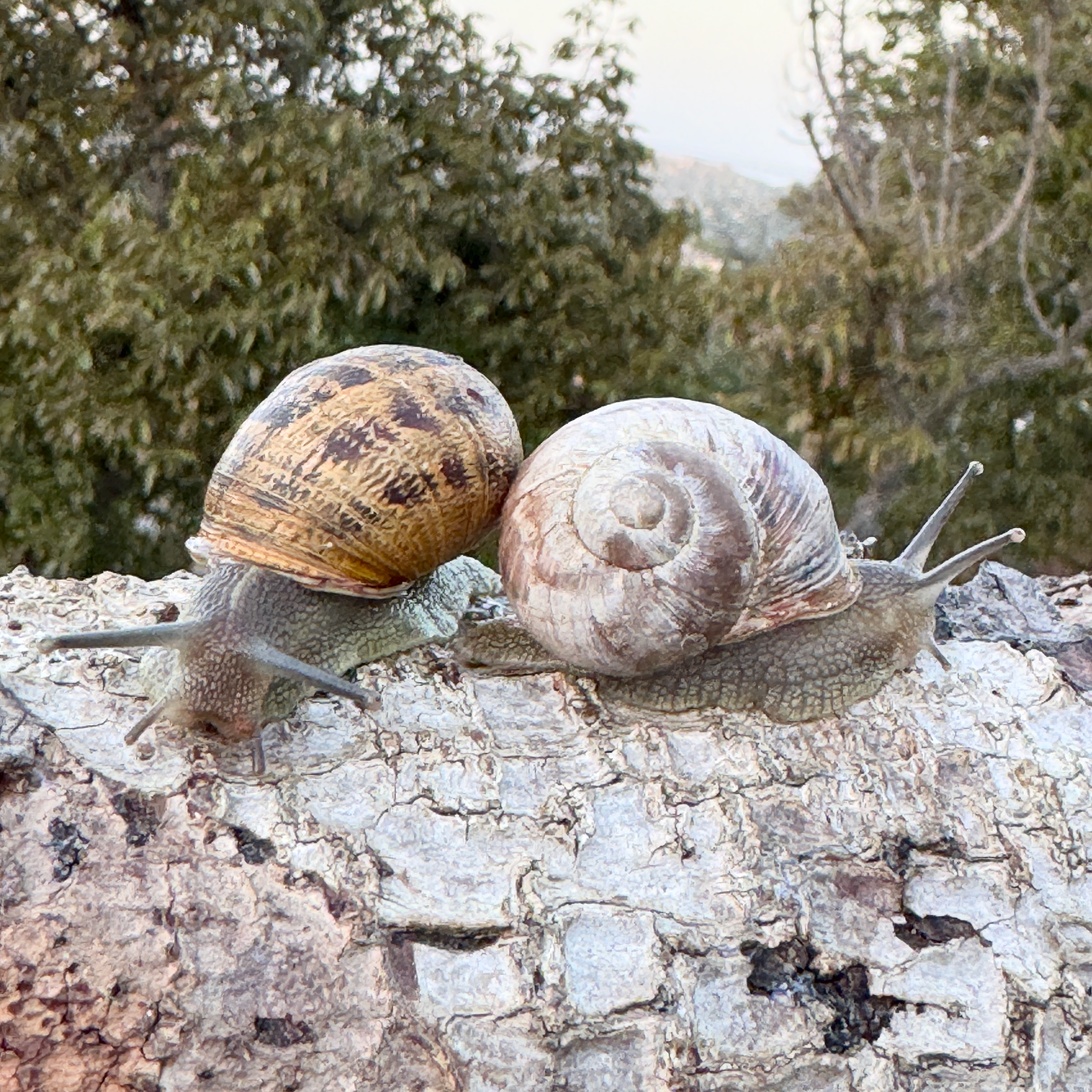 Two Large Garden Snails Brown and Pale White Cornu aspersum Helix Aspersa (Müller)
