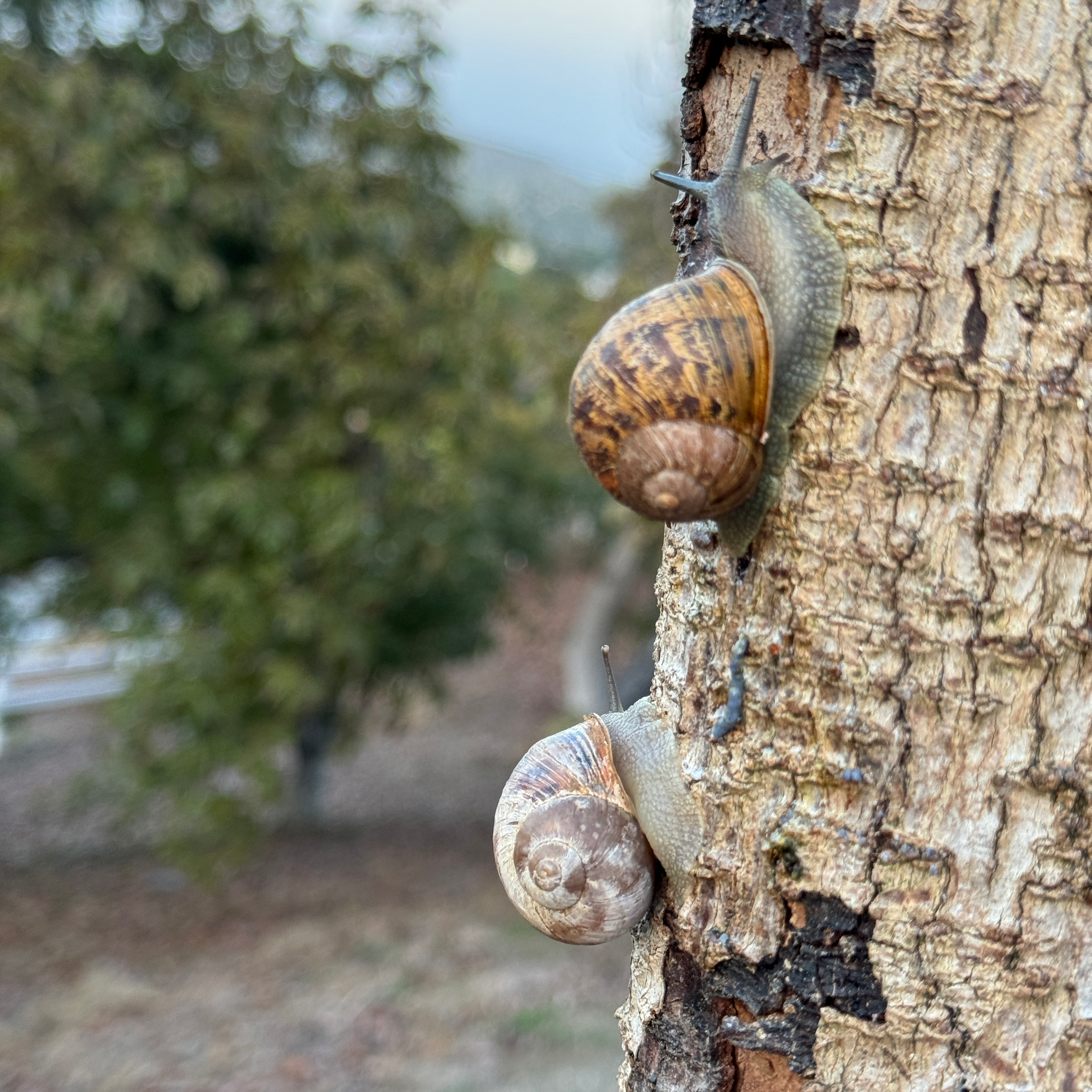 Two Large Garden Snails Brown and Pale White Cornu aspersum Helix Aspersa (Müller)