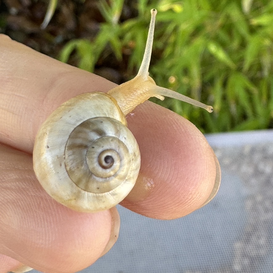 White garden snail Theba pisana small pet snails