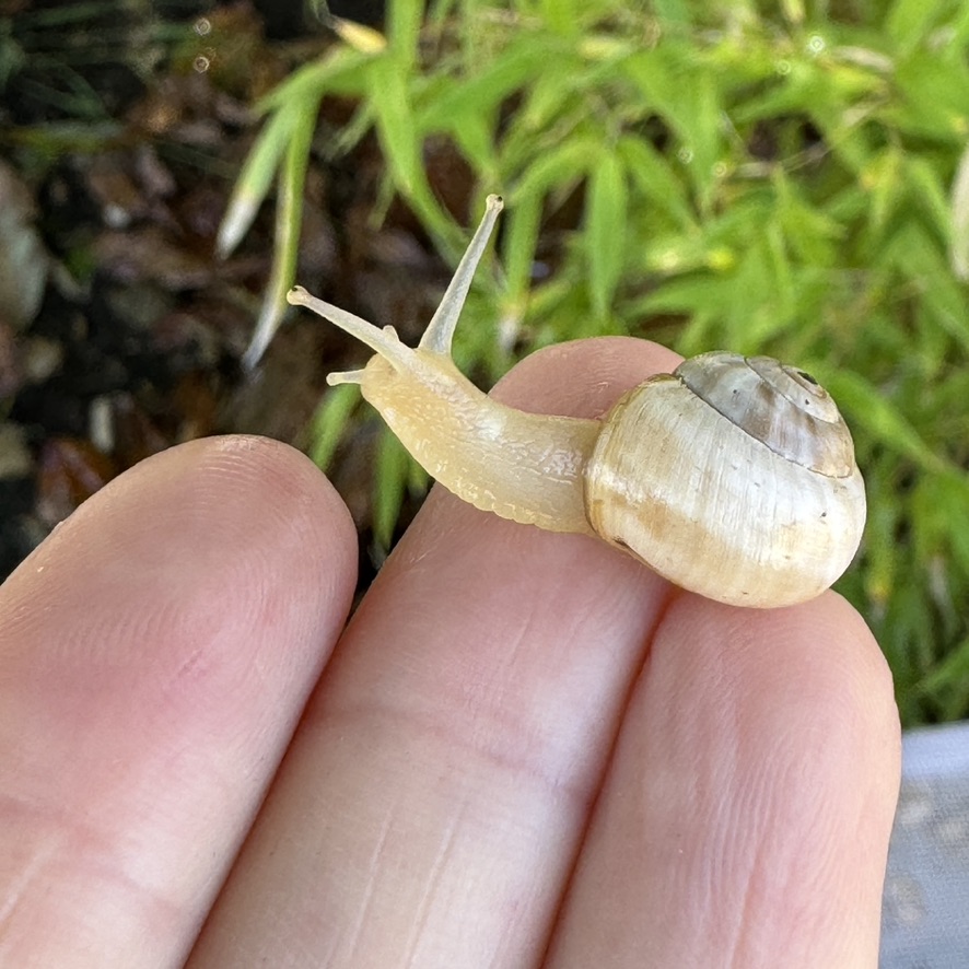 White garden snail Theba pisana small pet snails
