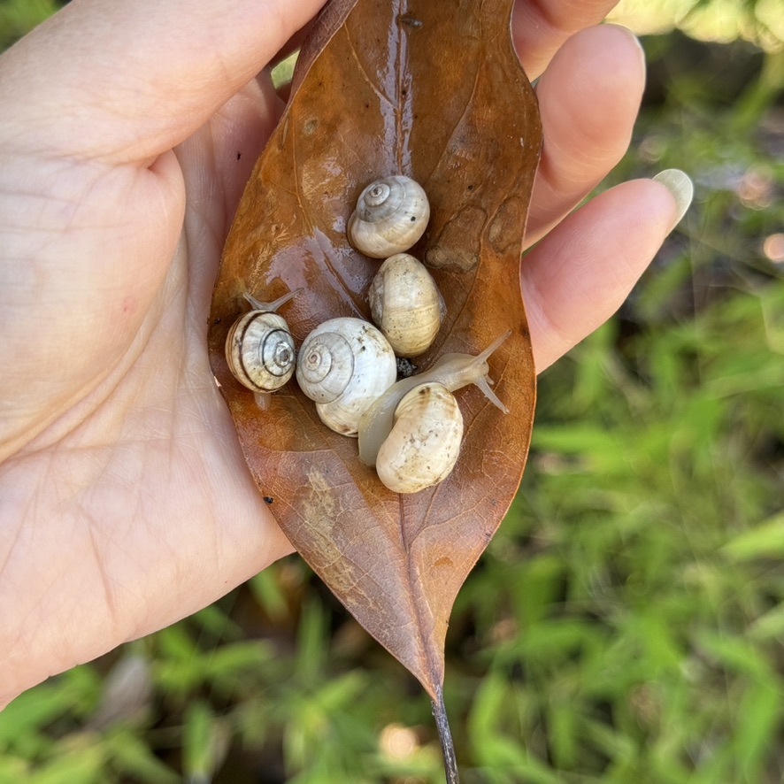 White garden snail Theba pisana small pet snails