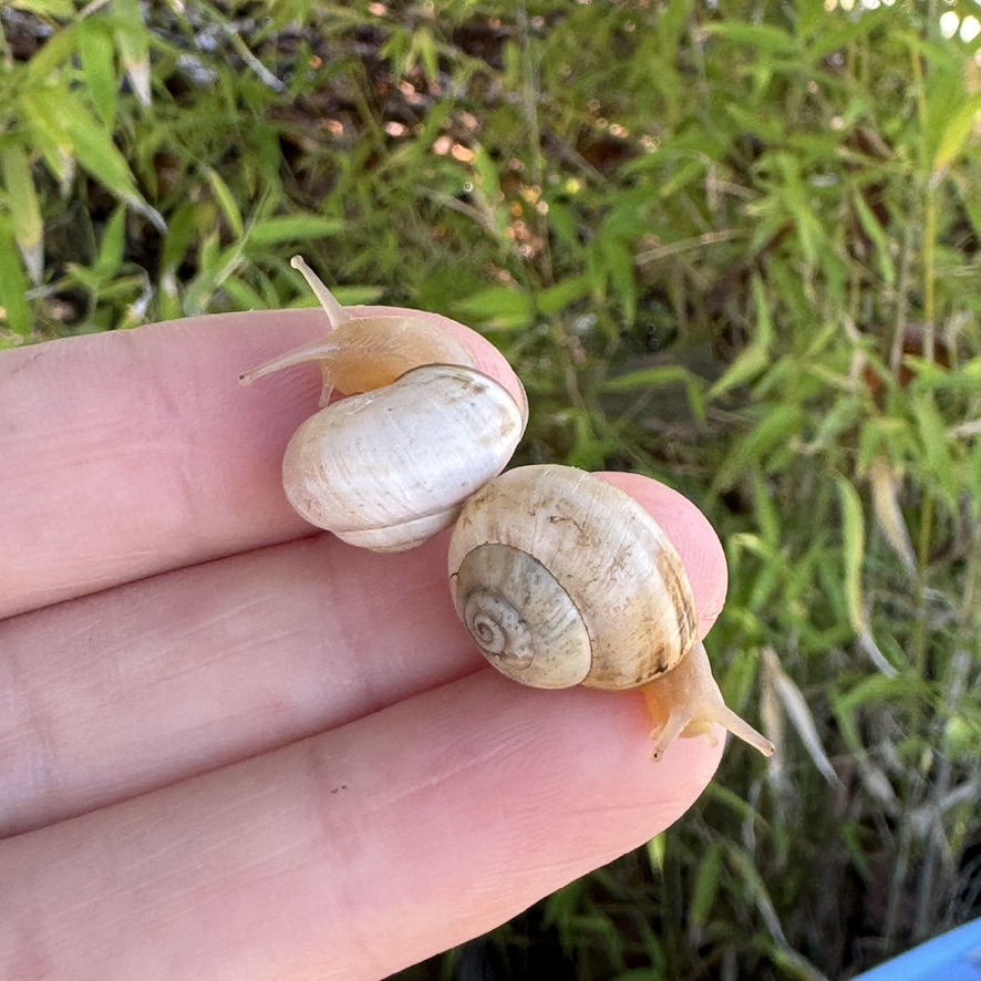 White garden snail Theba pisana small pet snails