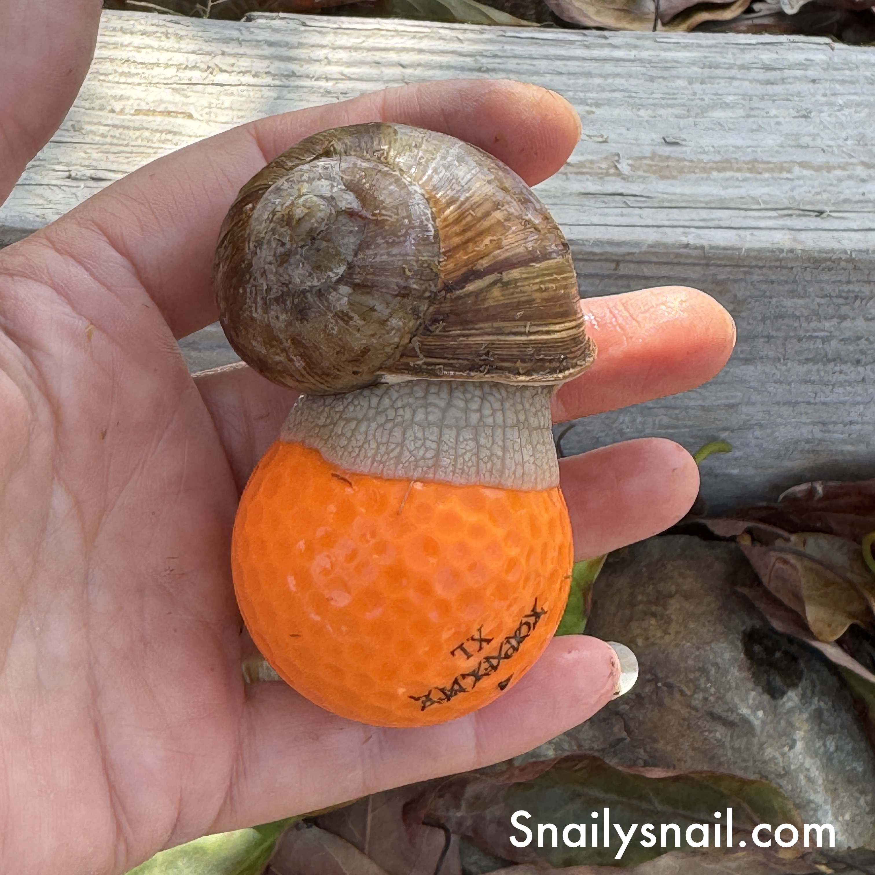 1 One Giant Burgundy Snail, Helix pomatia, Roman Snail, Escargot