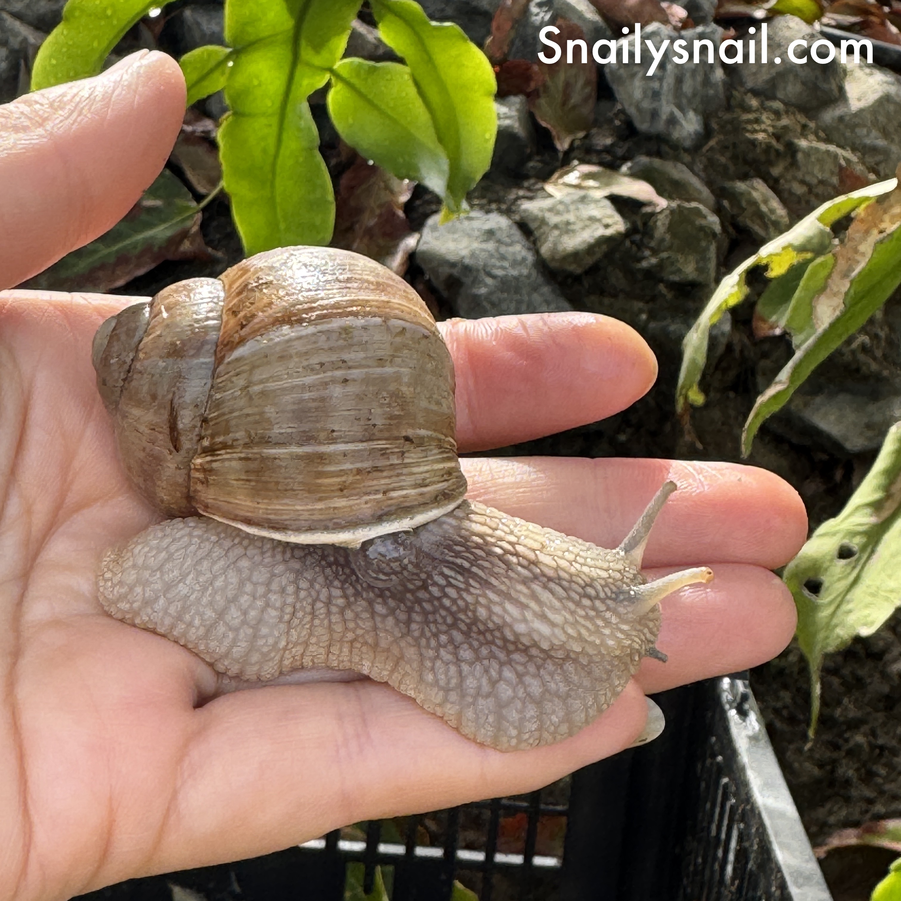1 One Giant Burgundy Snail, Helix pomatia, Roman Snail, Escargot