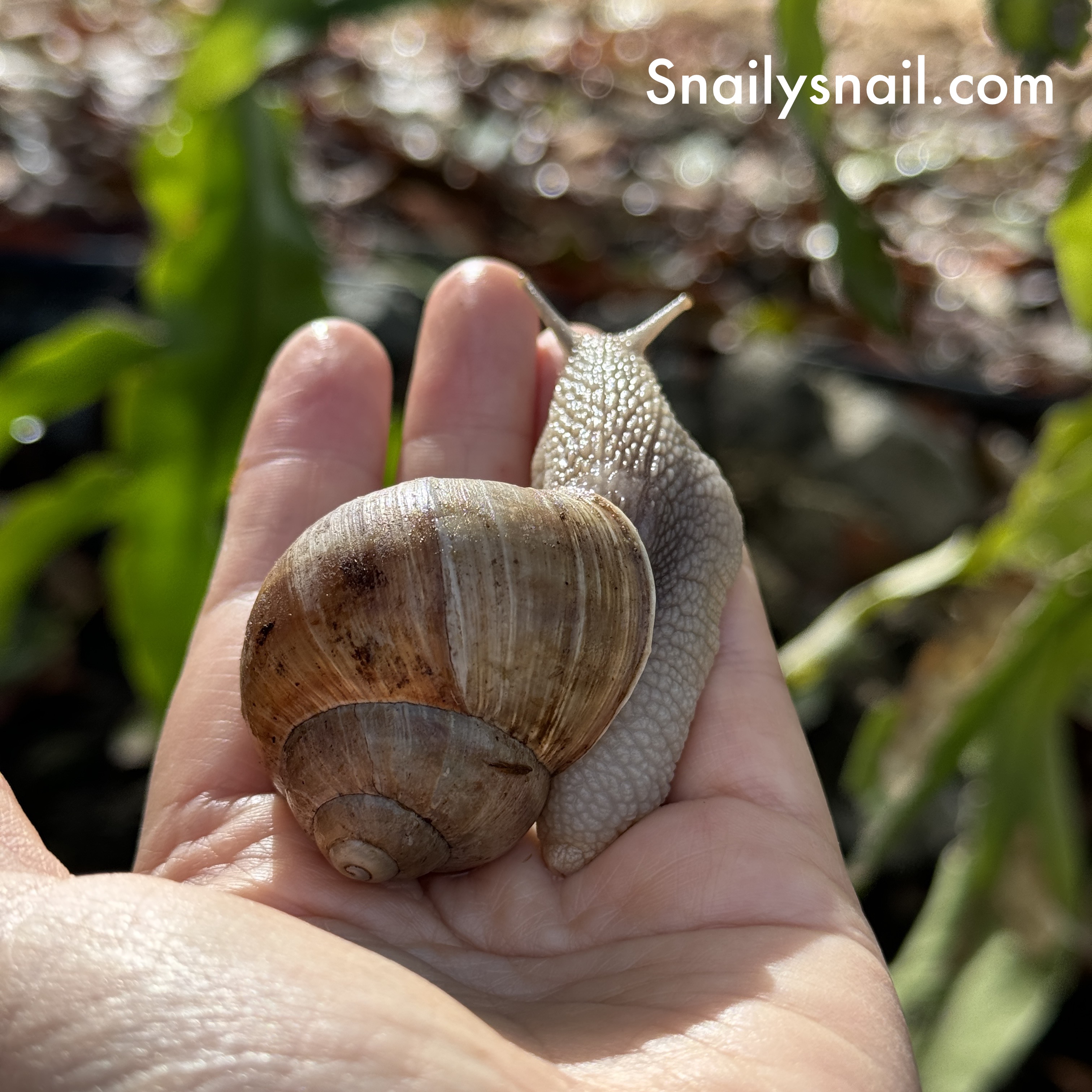 1 One Giant Burgundy Snail, Helix pomatia, Roman Snail, Escargot
