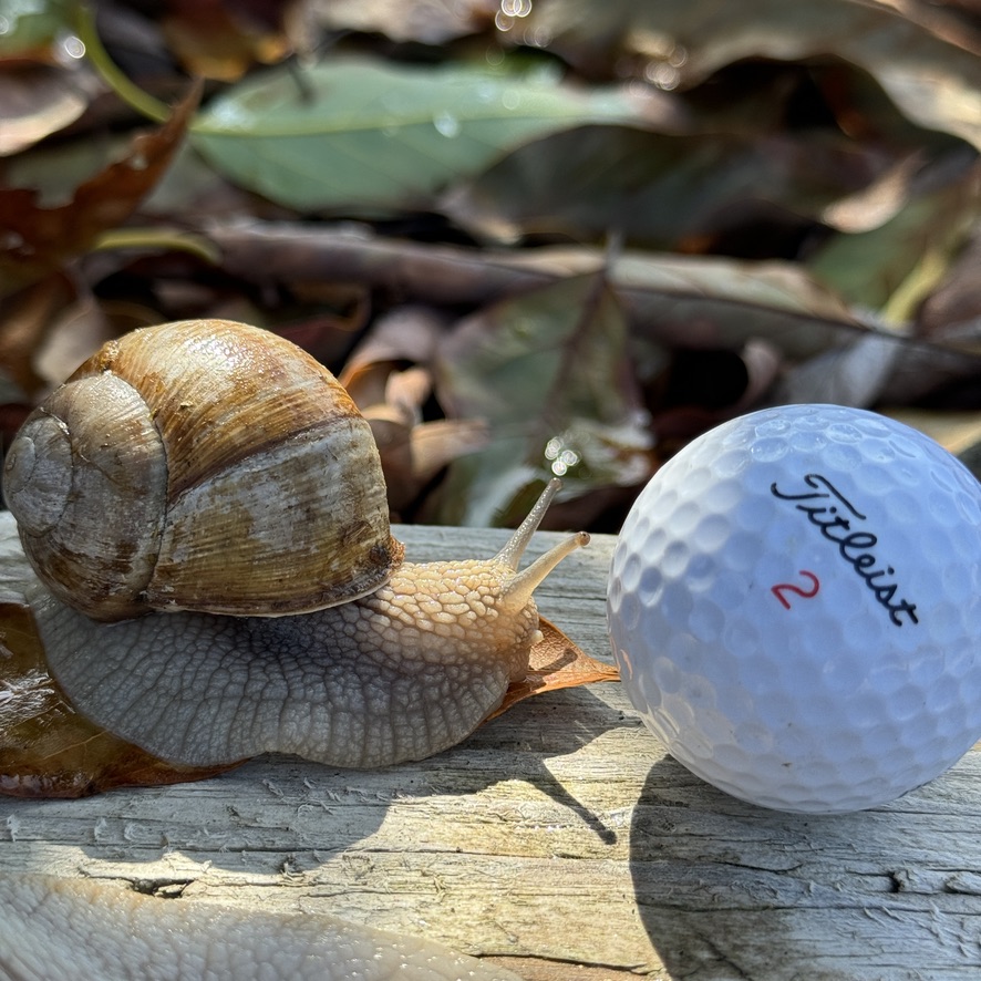 1 One Giant Burgundy Snail, Helix pomatia, Roman Snail, Escargot