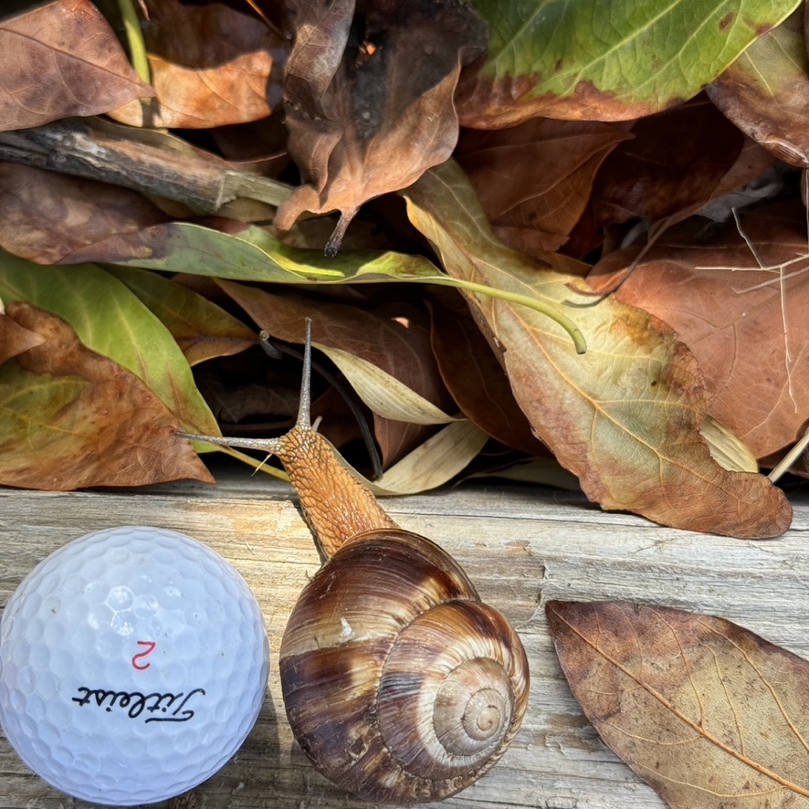 1 One Giant striped Helix Snails, Helix lucorum, Turkish snail, Escargot Turc