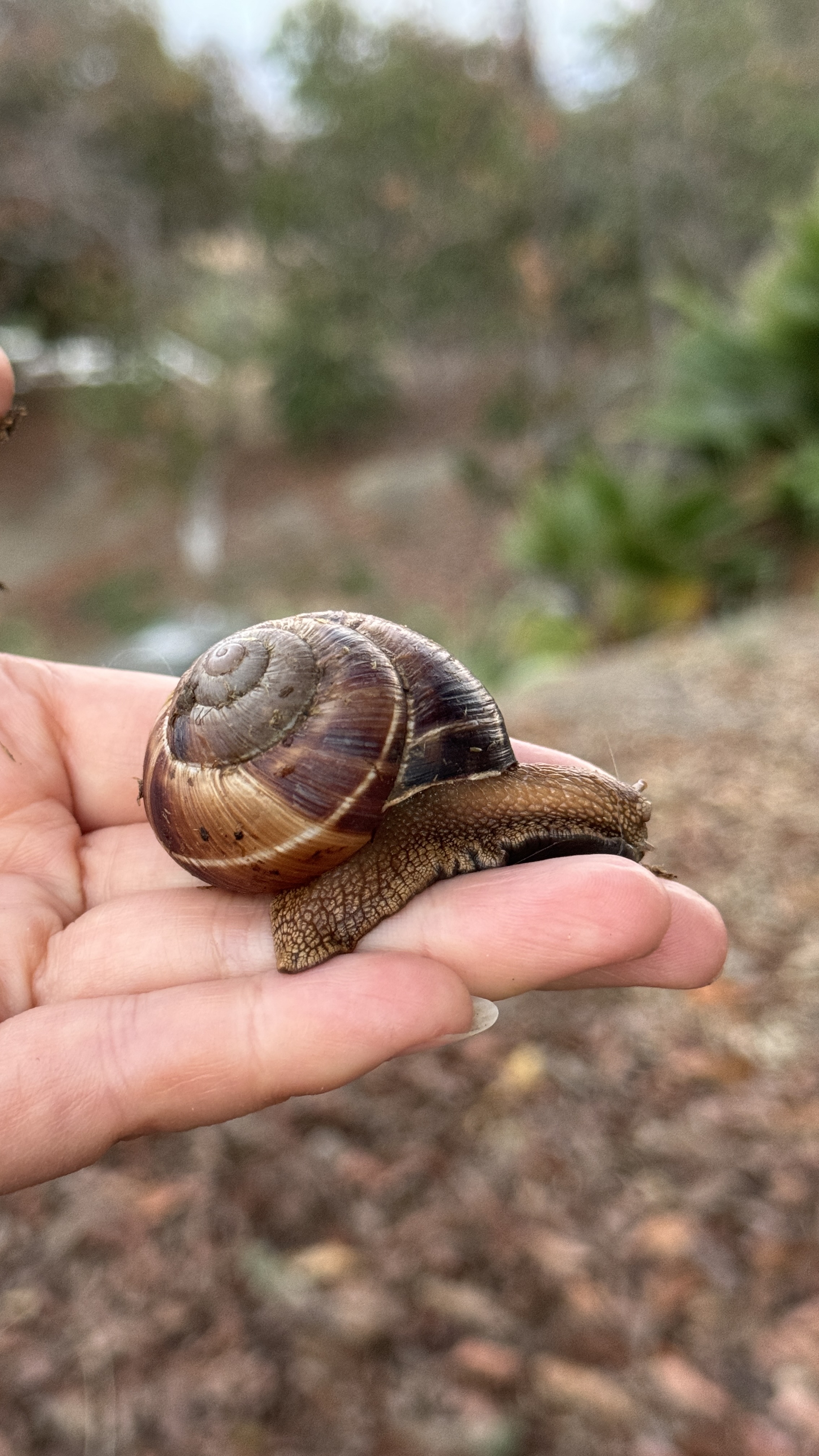 1 One Giant striped Helix Snails, Helix lucorum, Turkish snail, Escargot Turc