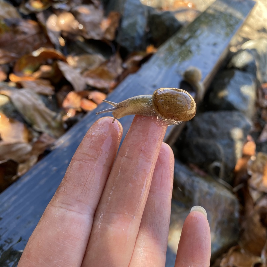 One Live baby brown Garden Snails Cornu aspersum