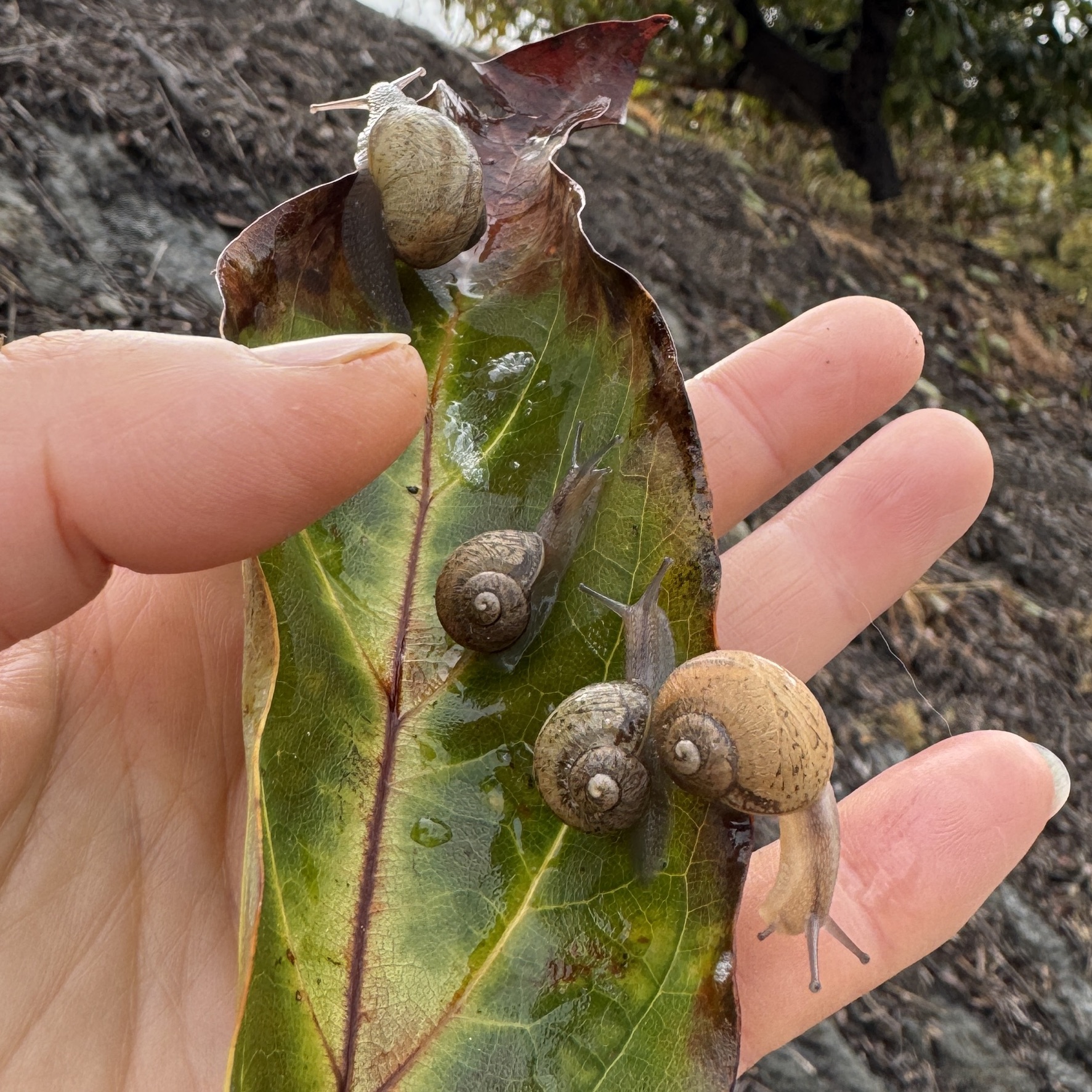 One Live baby brown Garden Snails Cornu aspersum
