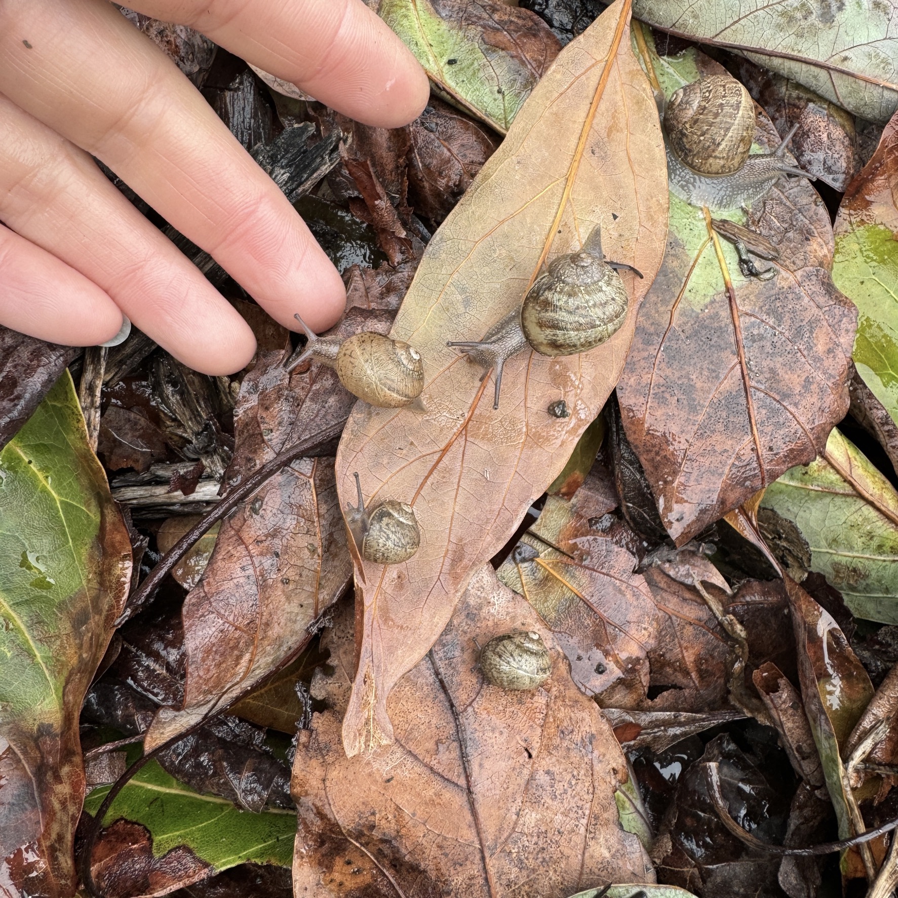 One Live baby brown Garden Snails Cornu aspersum