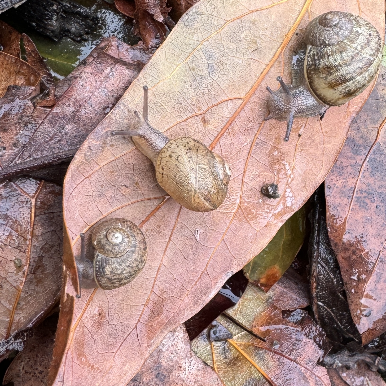 One Live baby brown Garden Snails Cornu aspersum