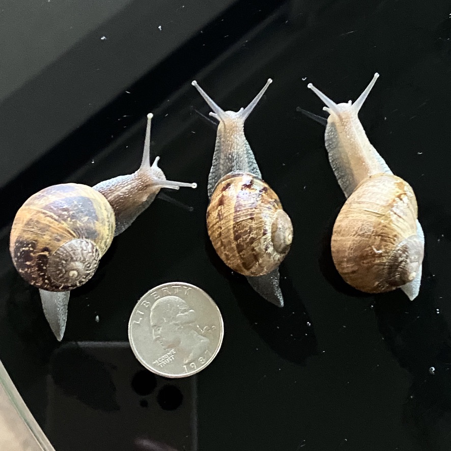 3  Live Junior Cornu aspersum the Garden Snails
