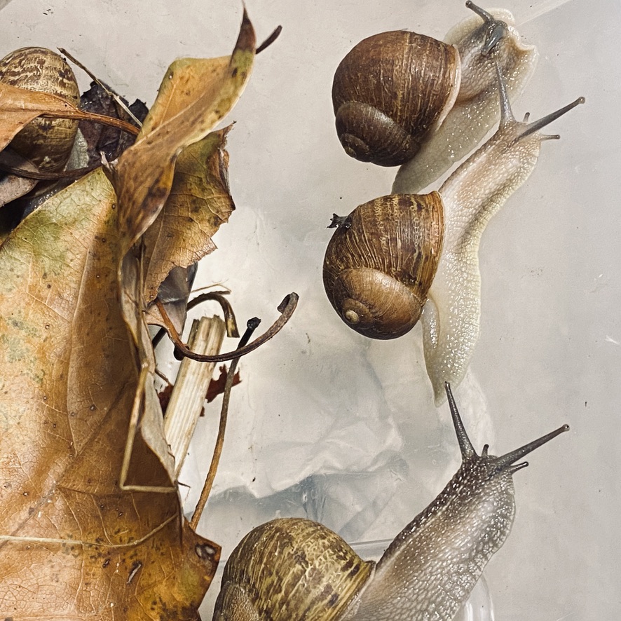 3  Live Junior Cornu aspersum the Garden Snails