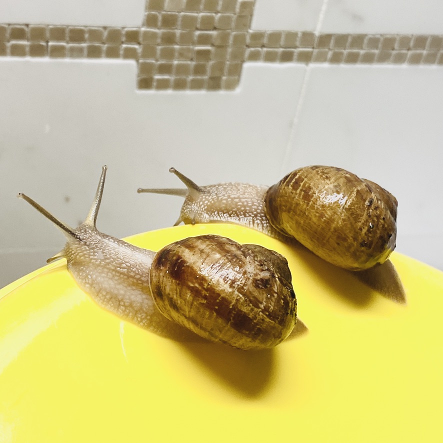 3  Live Junior Cornu aspersum the Garden Snails