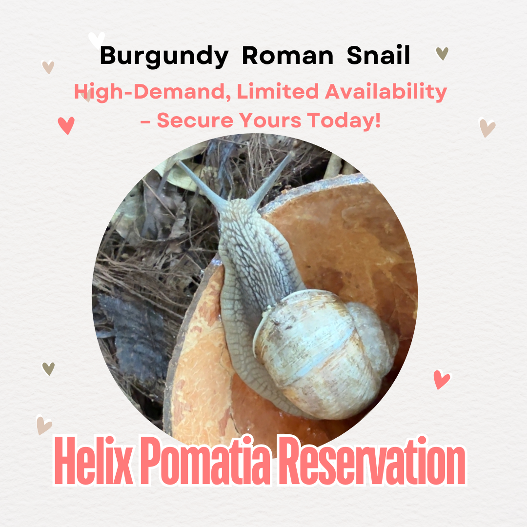 Reserve Your Burgundy Snail (Helix pomatia)