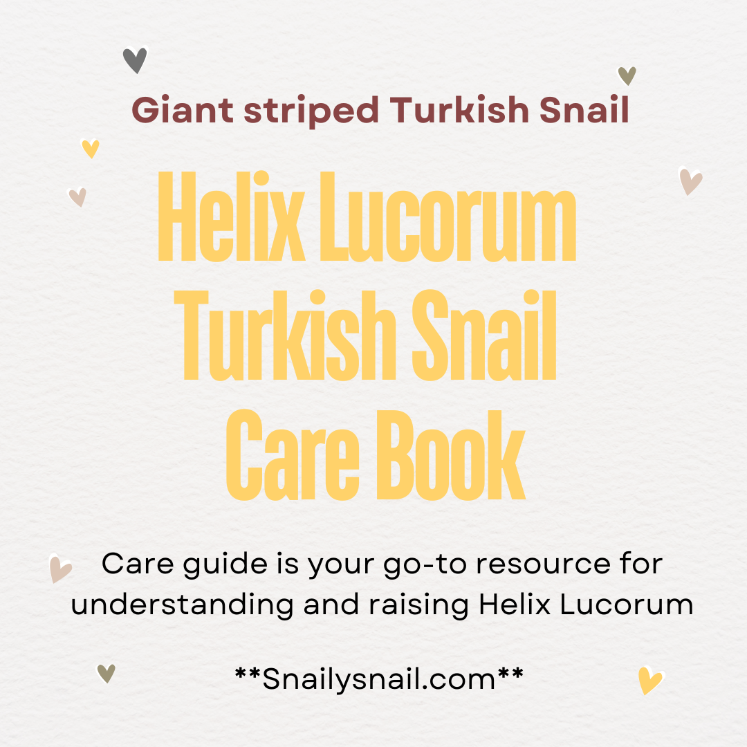 Snail Care Guide Book - Helix Lucorum Turkish Snail