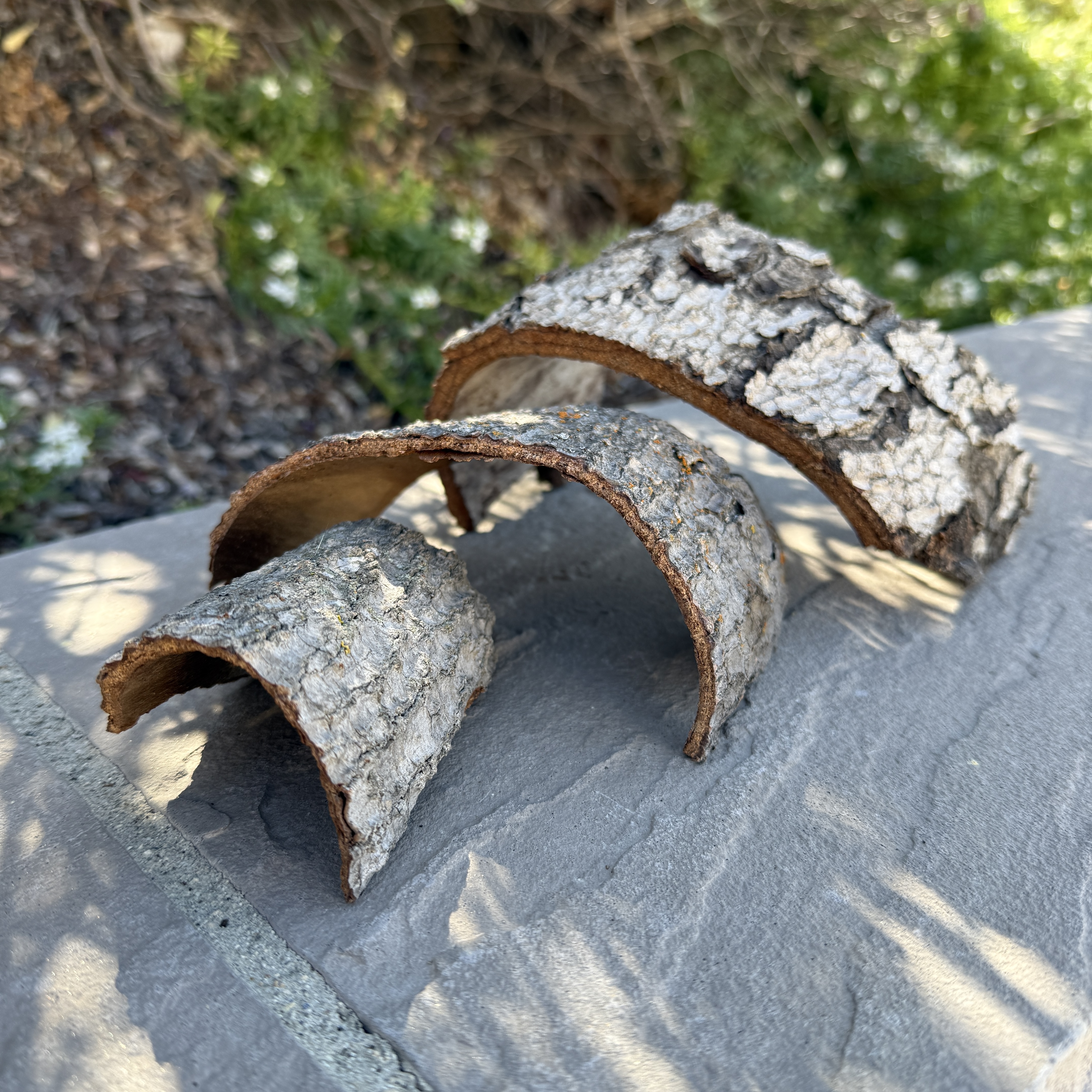 Natural Tree Bark Hides - Avocado Wood Snail Hideout