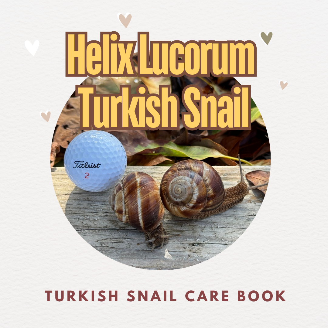 Snail Care Guide Book - Helix Lucorum Turkish Snail