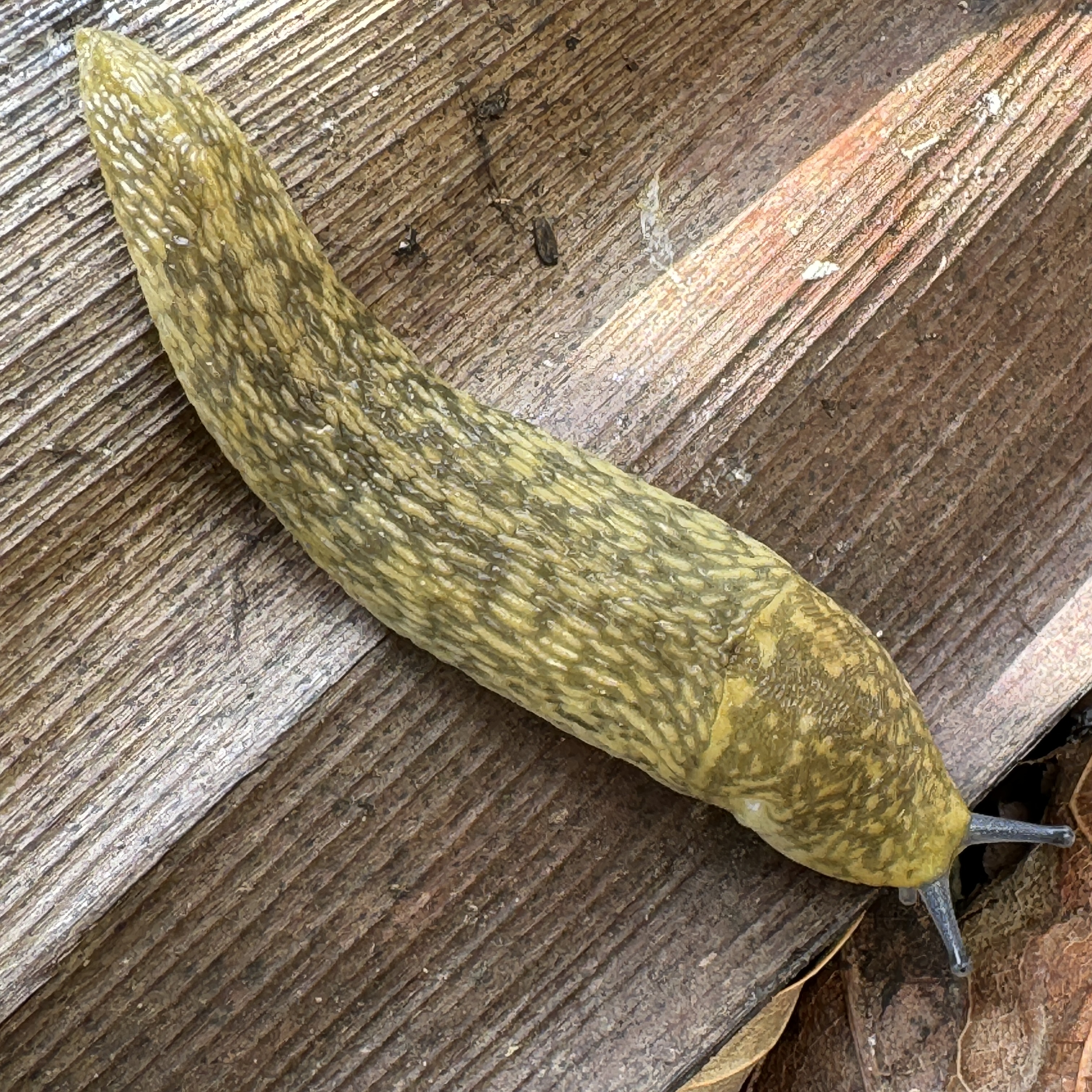 Irish Yellow Slug (Limacus flavus) Unique Pet Slug for Terrariums
