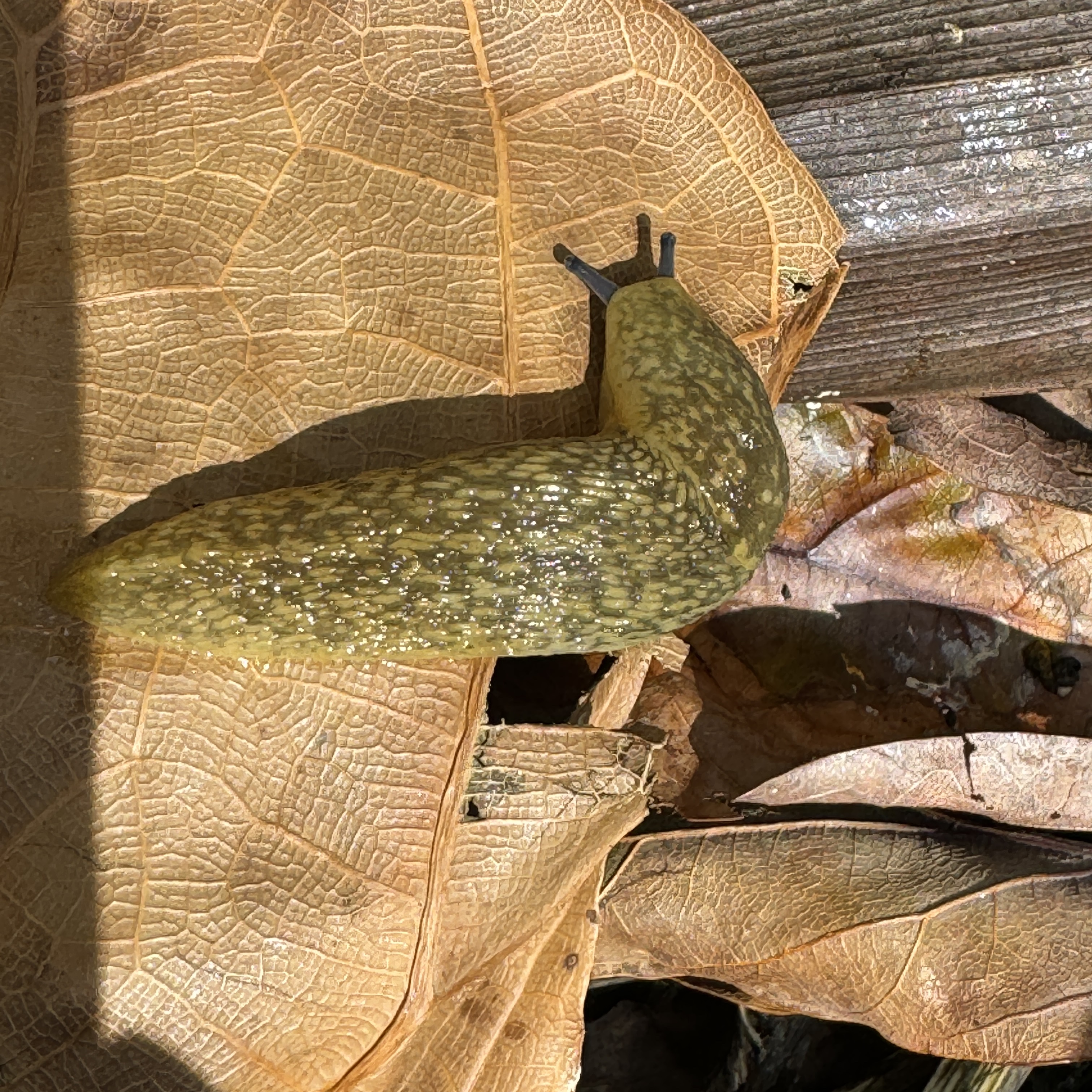 Irish Yellow Slug (Limacus flavus) Unique Pet Slug for Terrariums