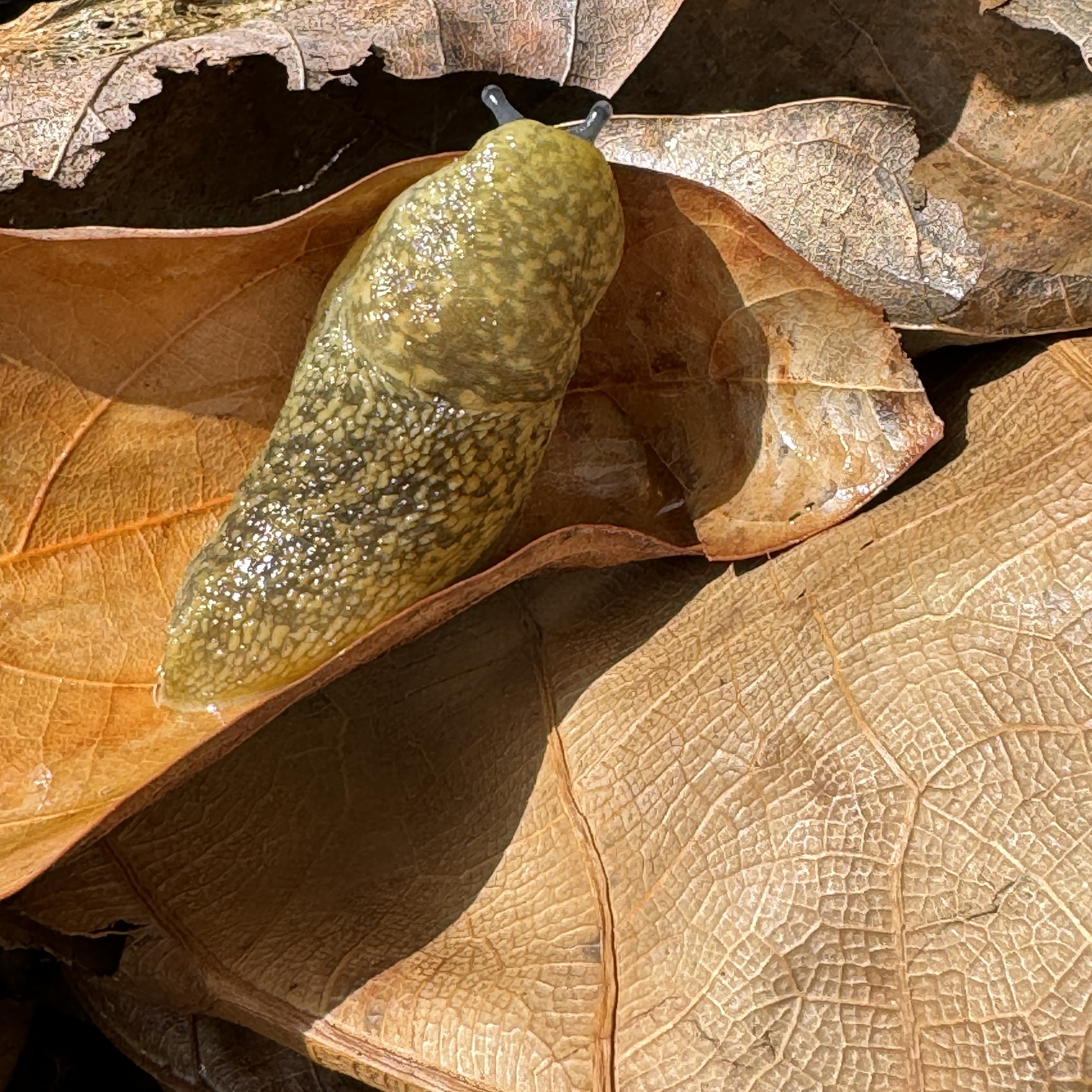 Irish Yellow Slug (Limacus flavus) Unique Pet Slug for Terrariums