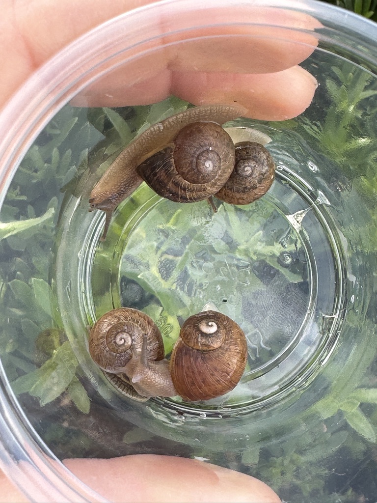 Juvenile Garden Snail (Cornu aspersum) 