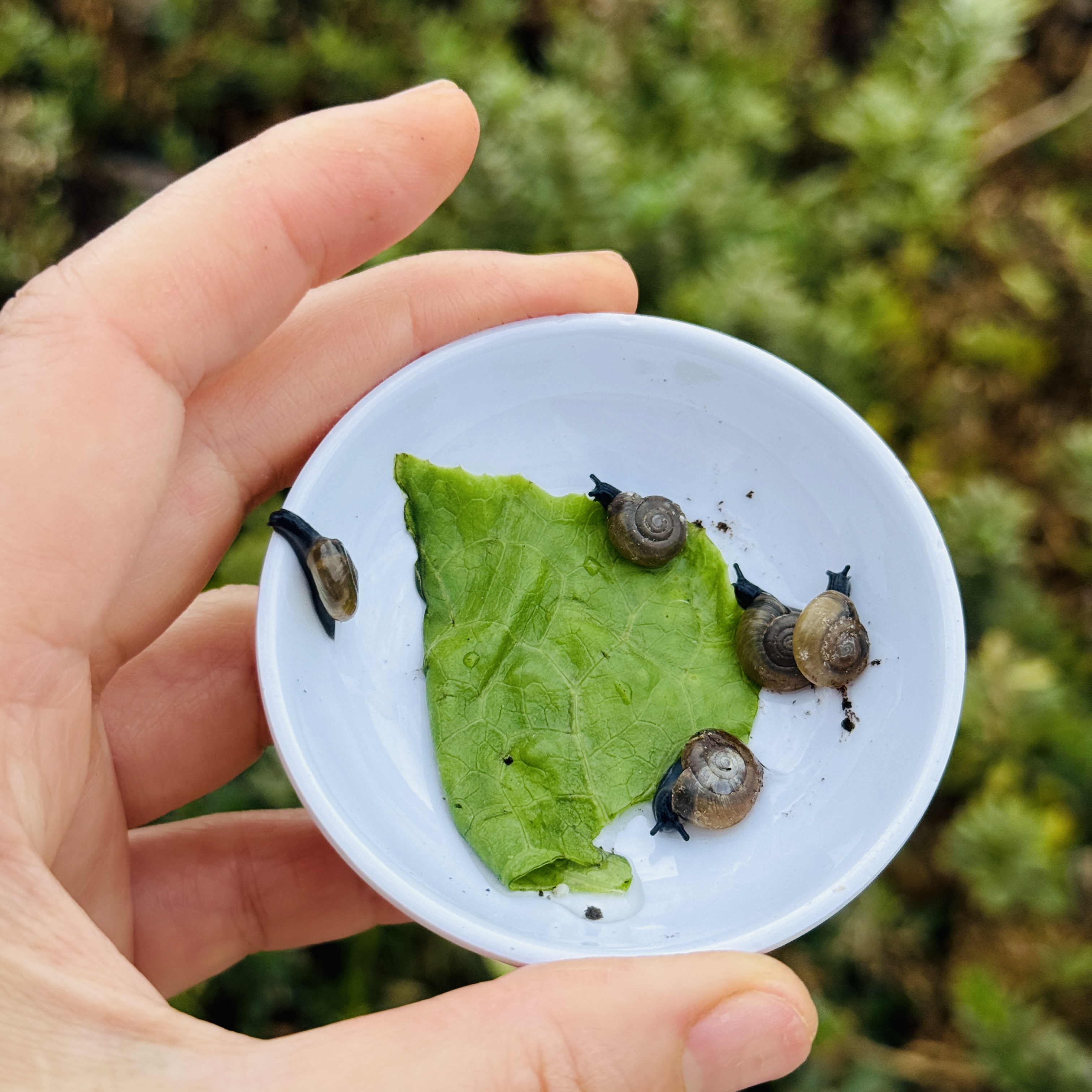 3 Live Baby Dark Bodied Glass Snail (Oxychilus spp.)