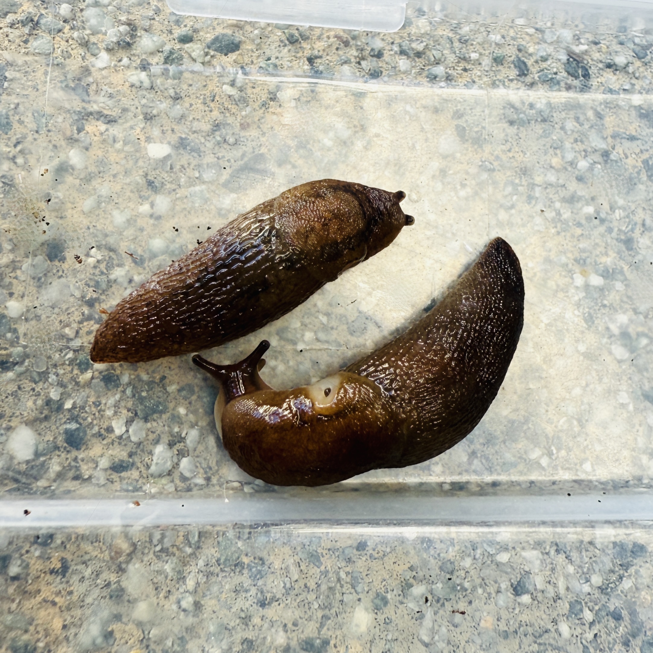 Balkan Three-band Garden Slug (Genus Ambigolimax)