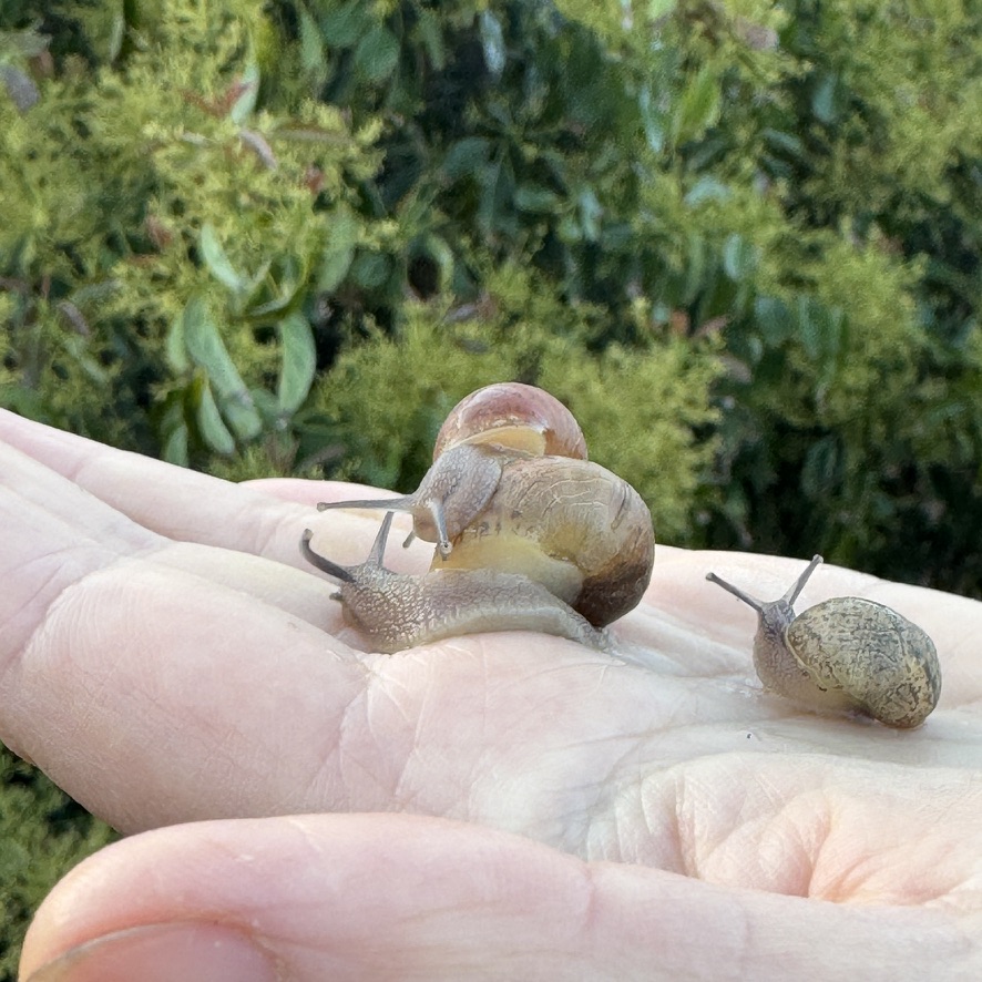 5 Live Baby Brown Garden Snail (1–3 Months Old)