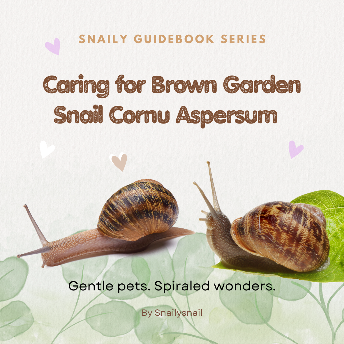 Garden Snail Cornu aspersum Care Guide