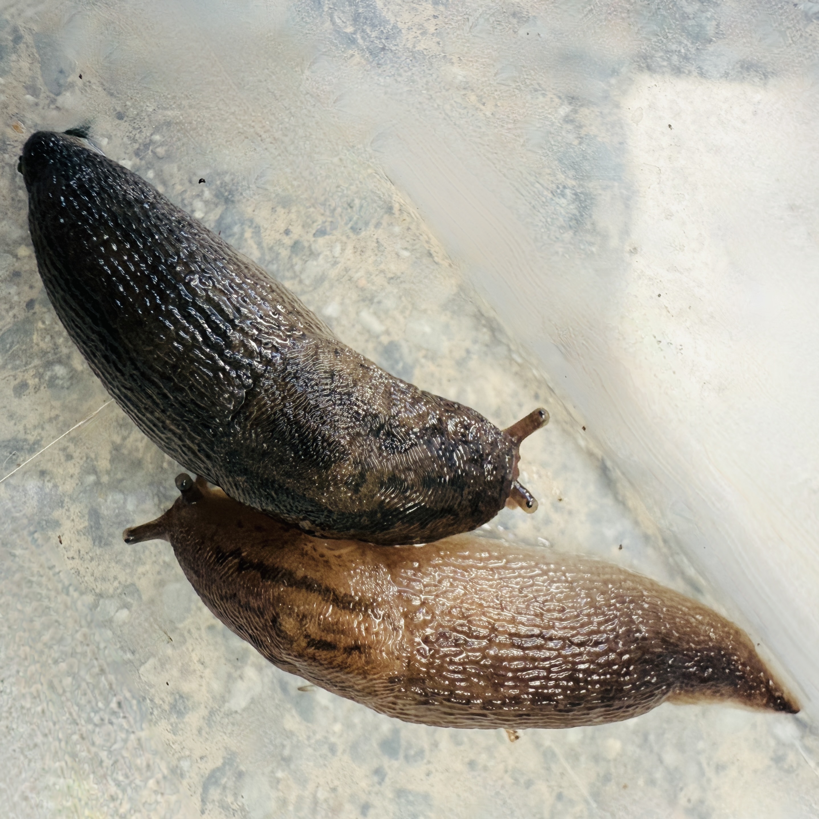 Balkan Three-band Garden Slug (Genus Ambigolimax)