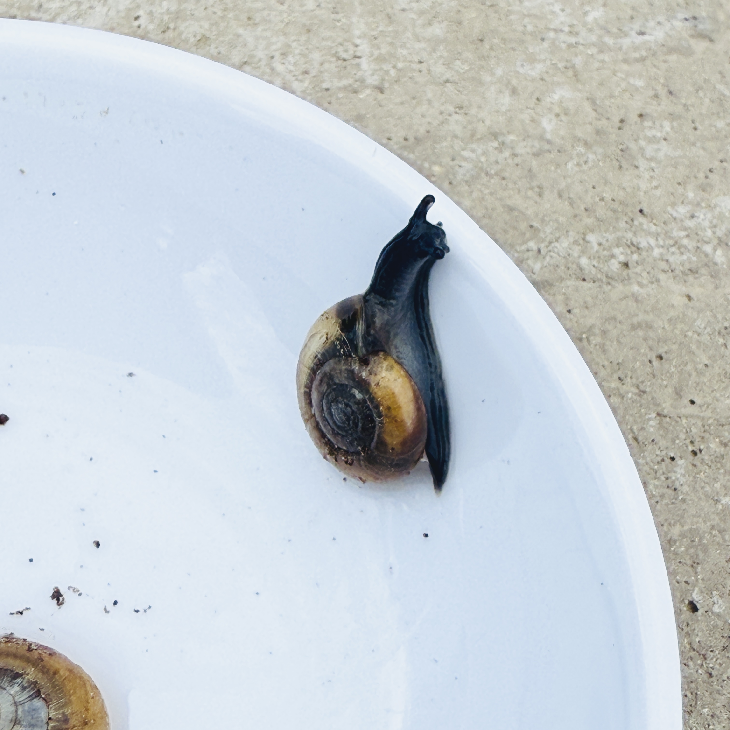 3 Live Baby Dark Bodied Glass Snail (Oxychilus spp.)