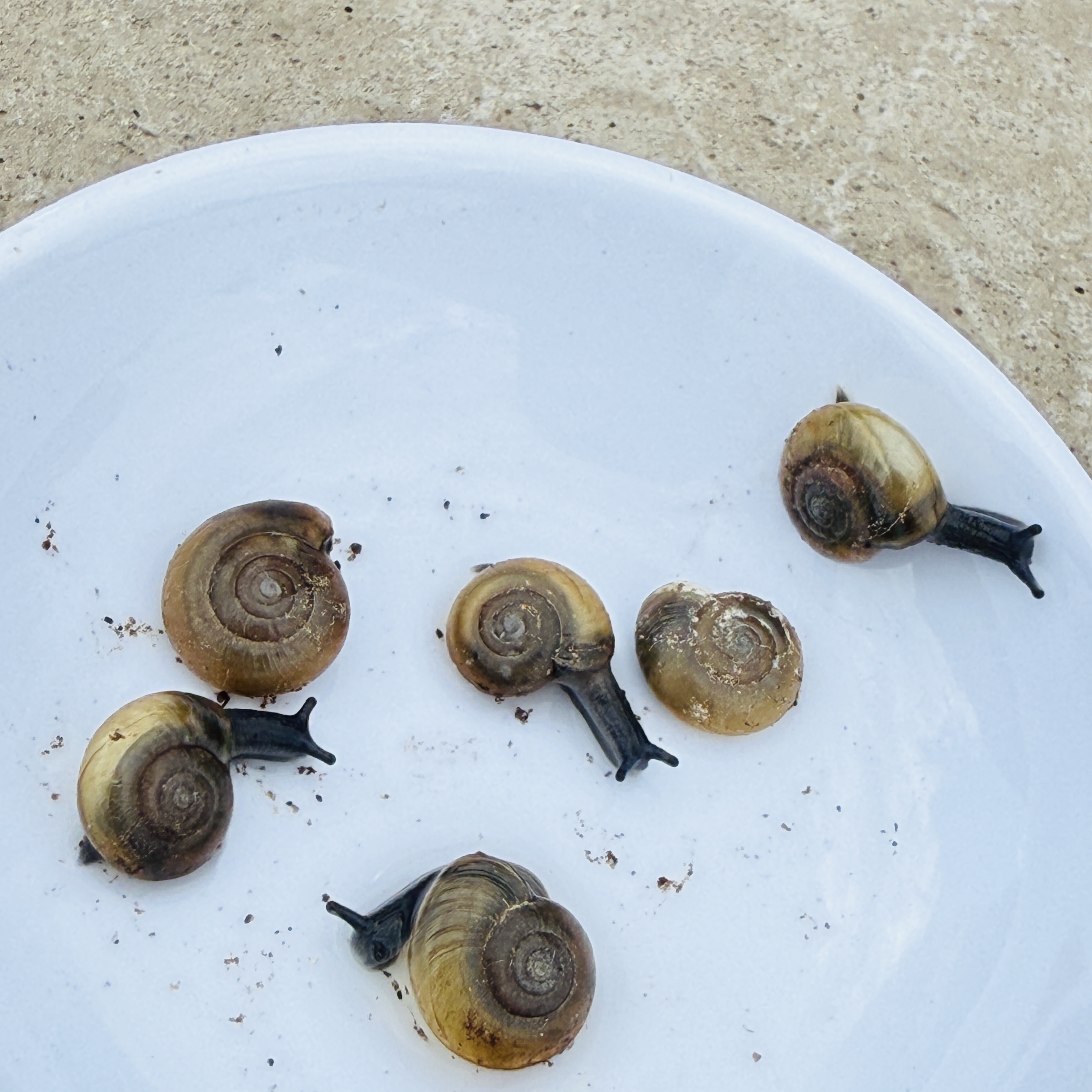 3 Live Baby Dark Bodied Glass Snail (Oxychilus spp.)