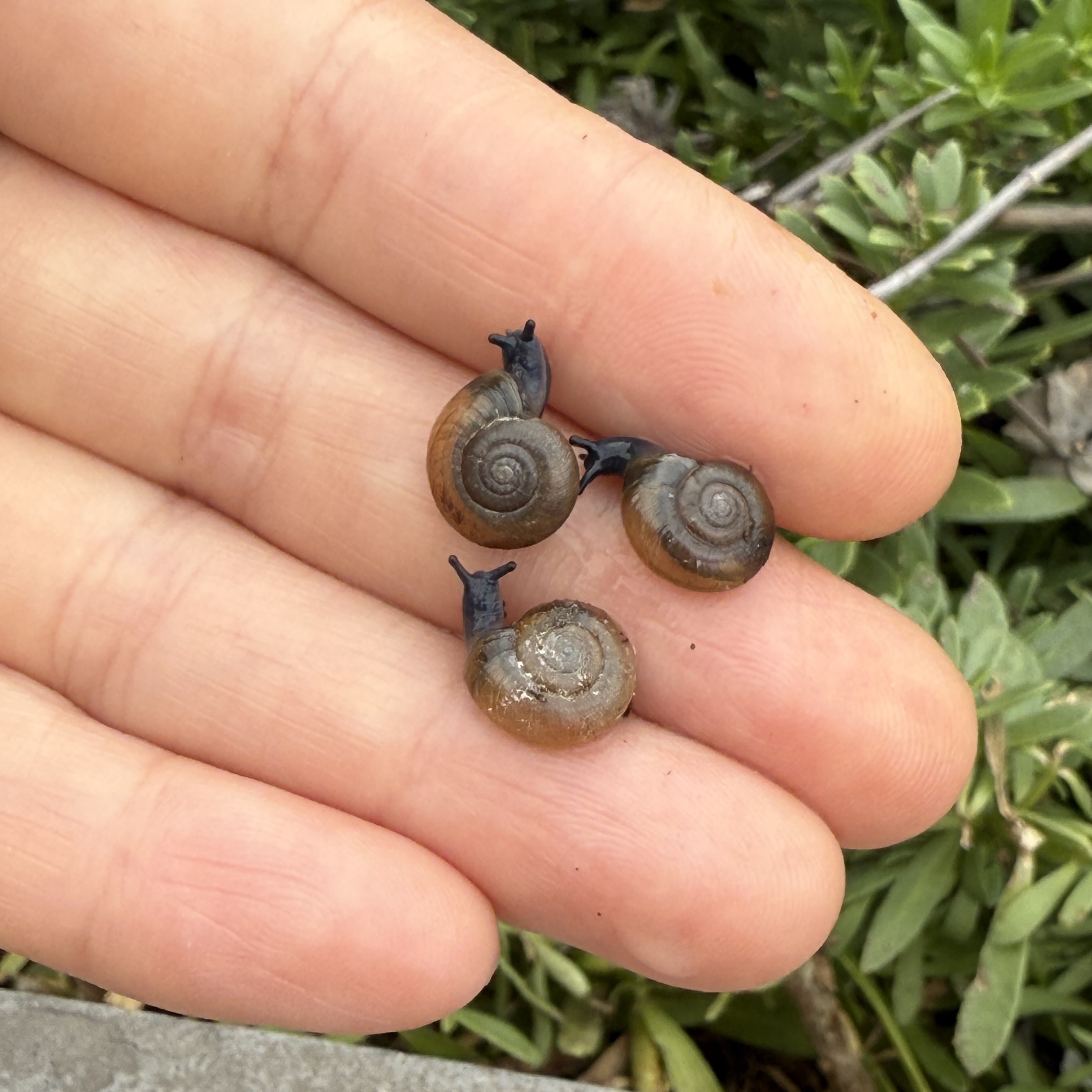 3 Live Baby Dark Bodied Glass Snail (Oxychilus spp.)