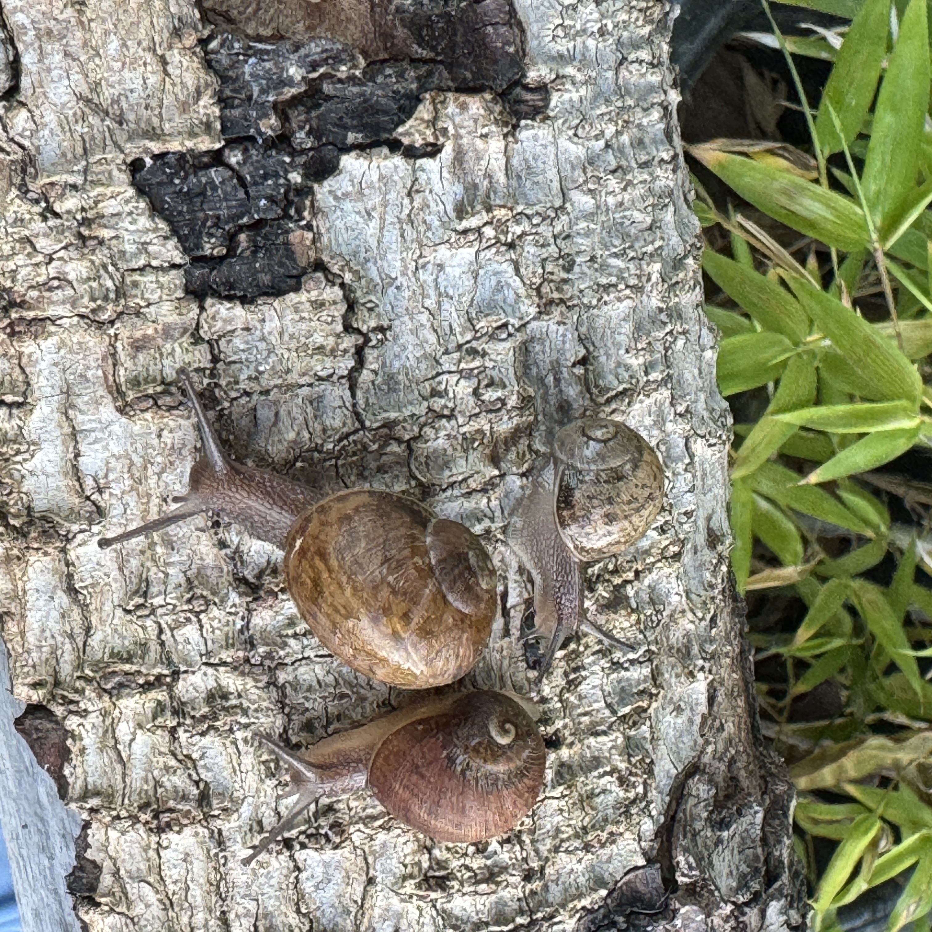 Juvenile Garden Snail (Cornu aspersum) 